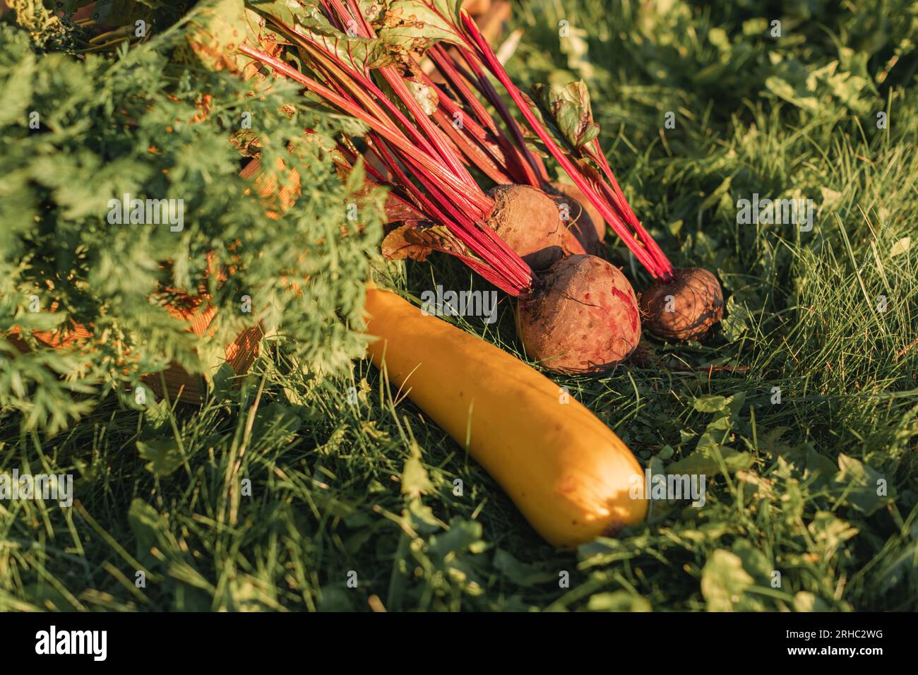 Nahaufnahme von frisch gepflückten Roten Bete und Zucchini auf dem Gras Stockfoto