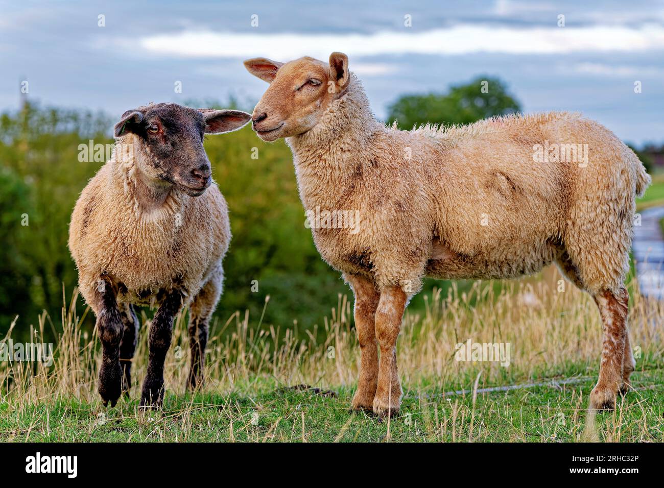 Zwei Schafe stehen im Sommer auf einer Wiese, Ostfriesien, Niedersachsen, Deutschland Stockfoto