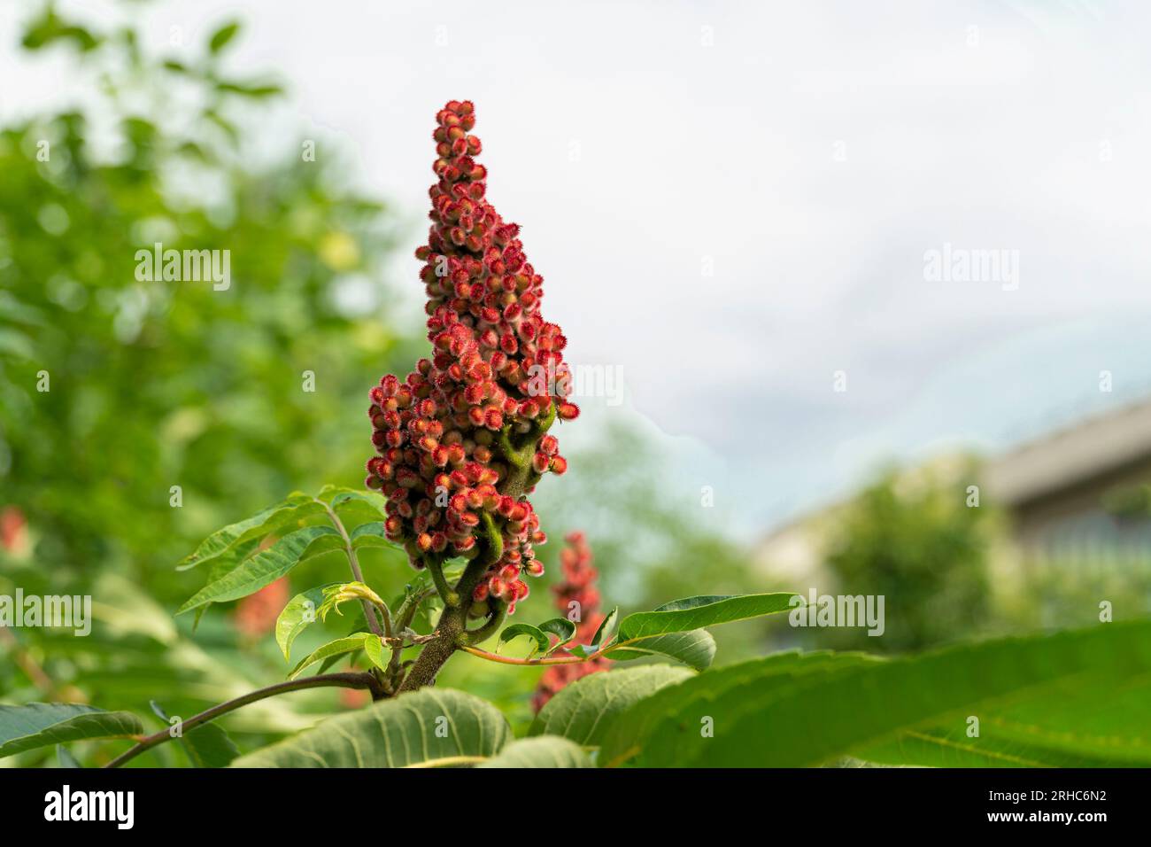 Der dunkelbordeauxfarbene Kegel der Sumakfrucht hebt sich vor dem Hintergrund der grünen Blätter des Baumes ab. Stockfoto