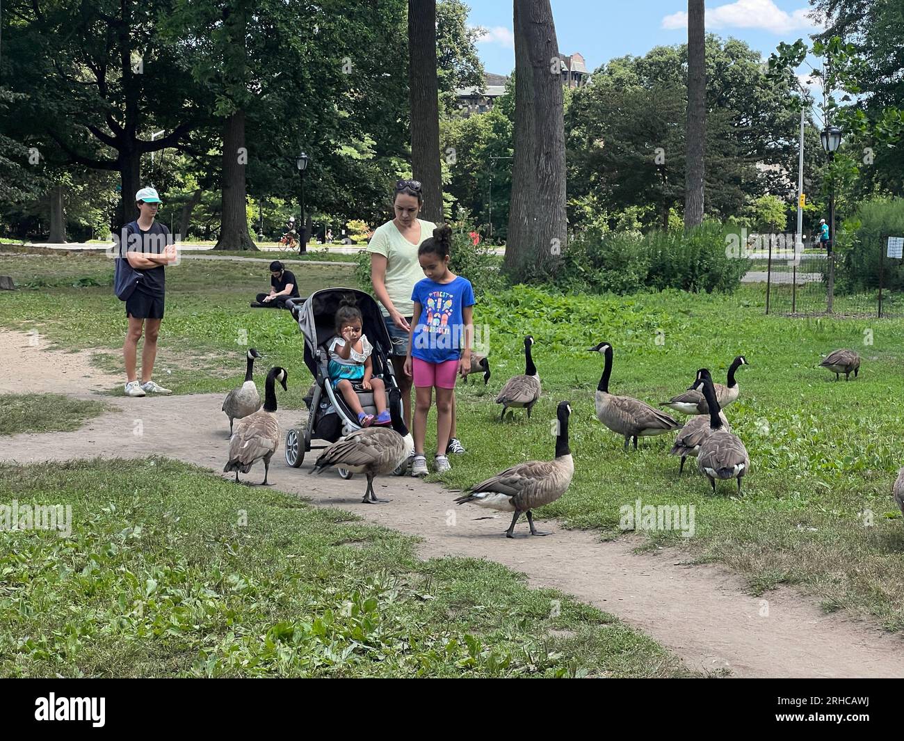 Die Familie mischt sich mit einer Gruppe Gänse im Prospect Park an einem warmen Sommertag in Brooklyn, New York. Stockfoto
