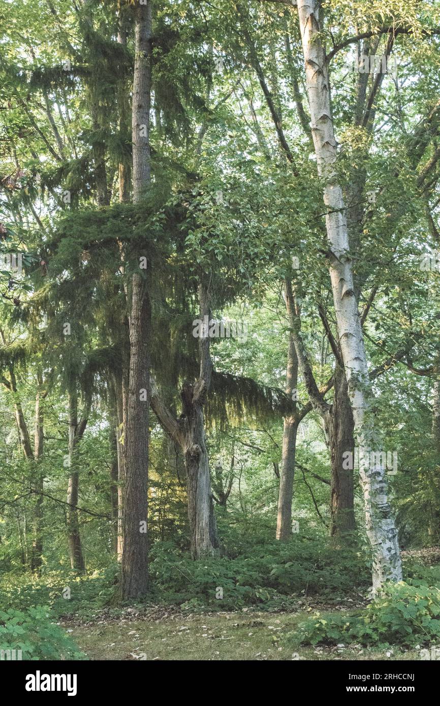 Seattle, WA Arboretum - 2019 Stockfoto