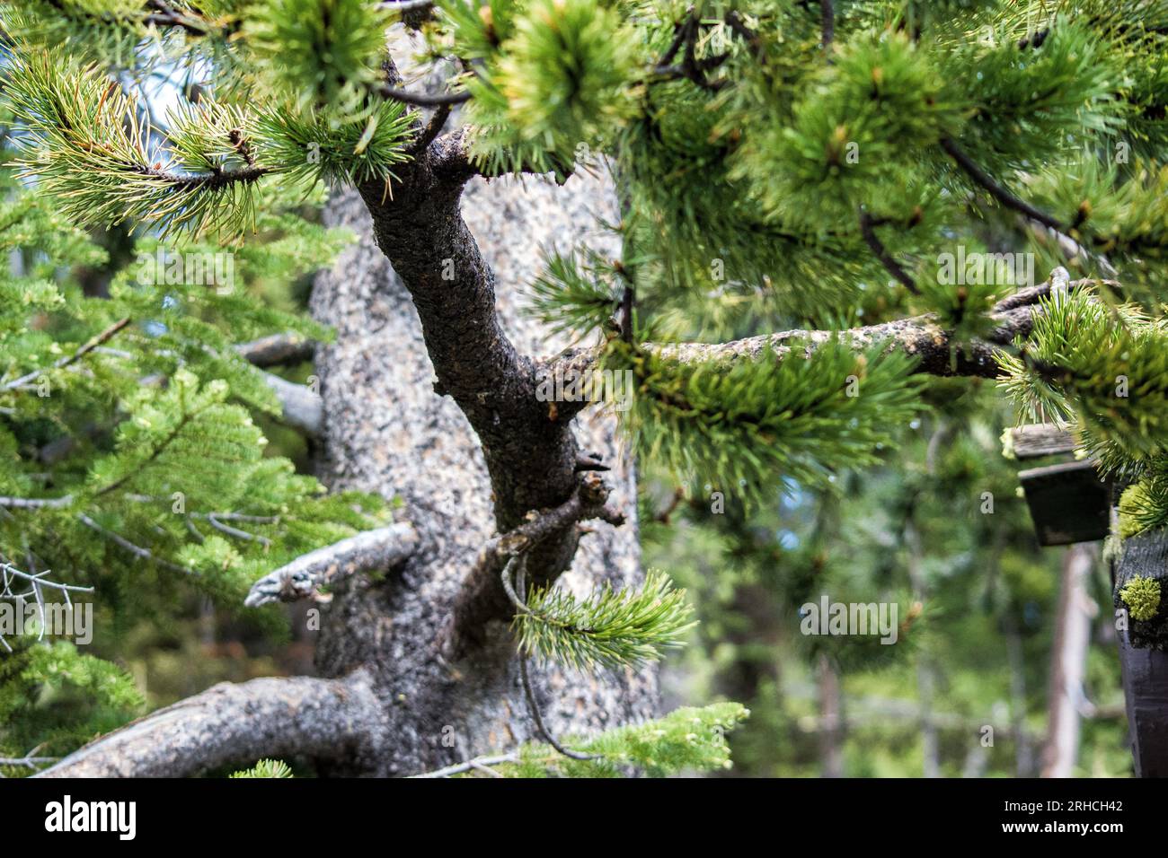 Yellowstone-Nationalpark - 2020 Stockfoto