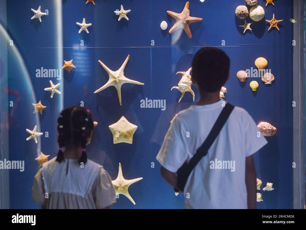 HANGZHOU, CHINA - 16. AUGUST 2023 - Besucher sehen verschiedene Exemplare von Seestern und Schalentieren im Naturmuseum in der Provinz Zhejiang, Ostchina Stockfoto