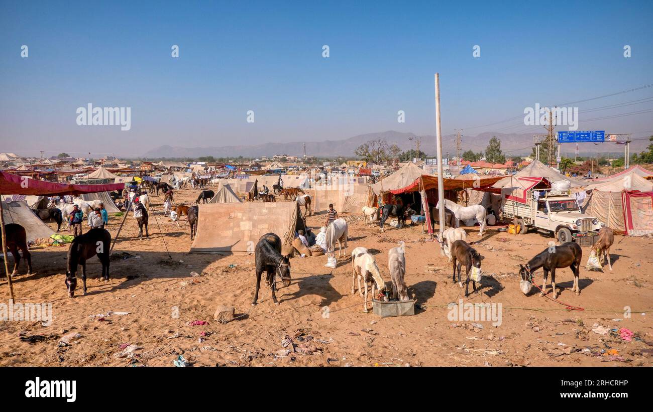 Pushkar, Indien – 18. November 2015. Pferde werden morgens in einem Zeltlager auf der jährlichen Pushkar Camel Fair gefüttert, wo Vieh gekauft und verkauft wird. Stockfoto