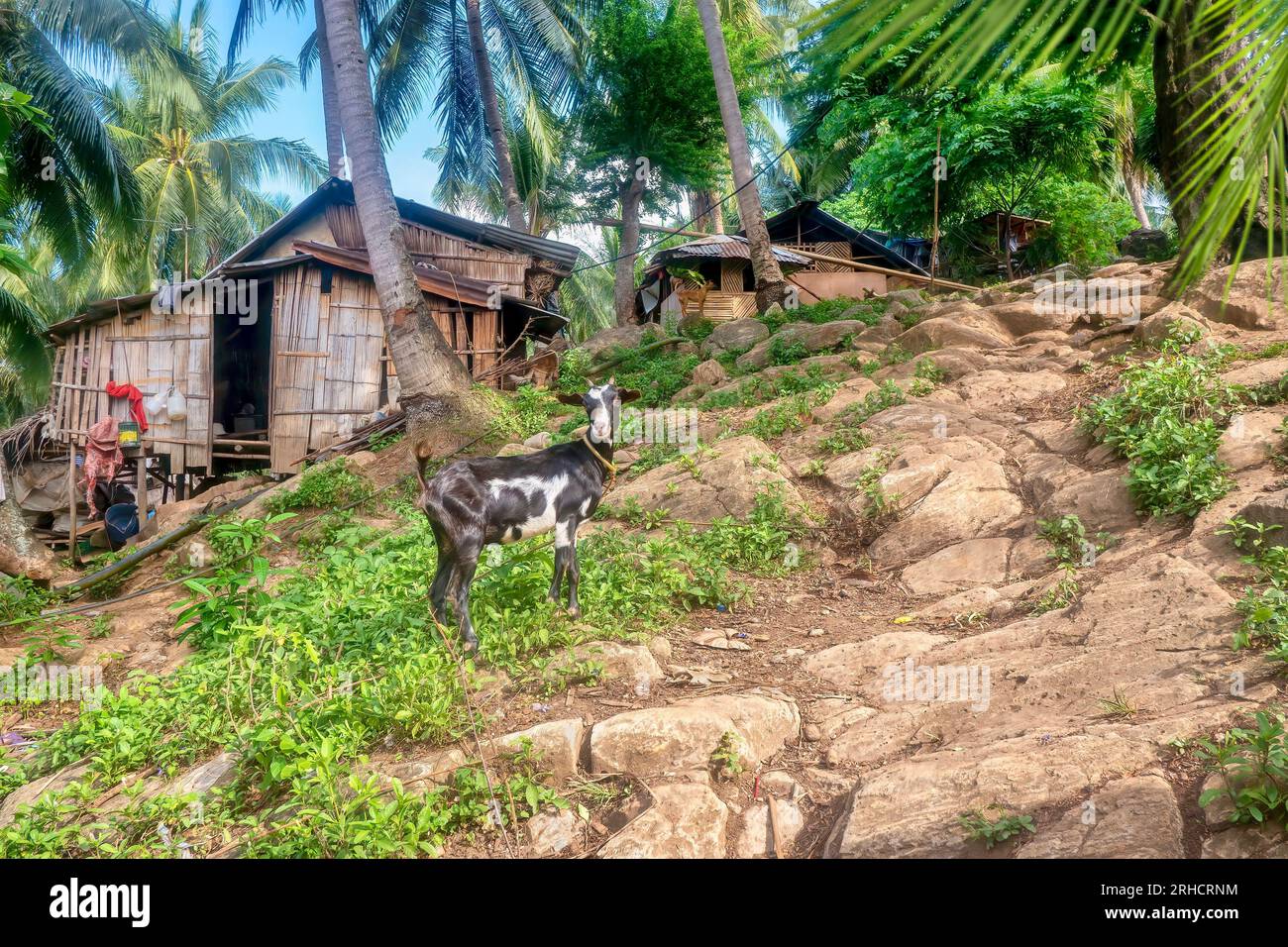Auf Mindoro Island auf den Philippinen, einem kleinen ländlichen Dorf, das von indigenen Mangyanern erbaut wurde, mit Bambushütten und einer Ziege, die auf einem felsigen Hügel zu sehen ist. Stockfoto