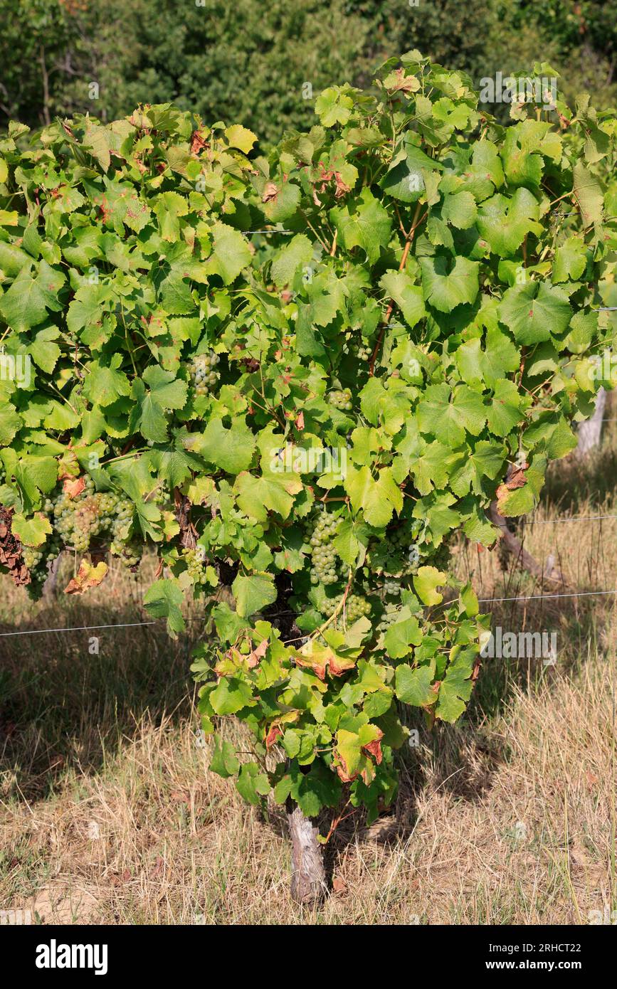 Vignoble, vigne et raisin de l’Entre-deux-Mers. Produktion de Vin Blanc. Vigne et vignoble des vins de Bordeaux. Entre-deux-Mers, Gironde, Frankreich, EUR Stockfoto