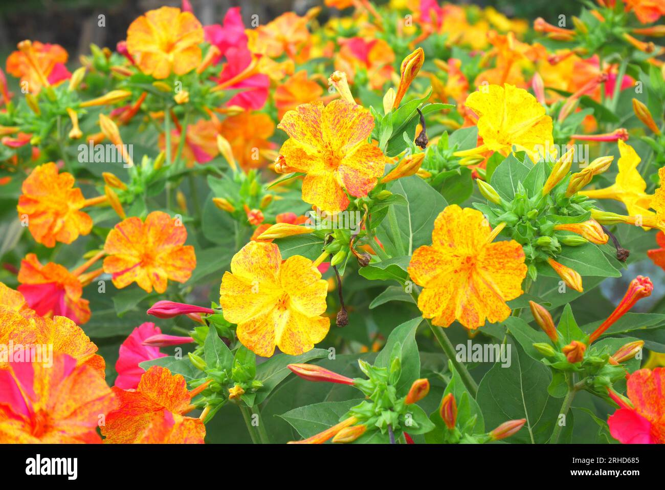 Mirabilis jalapa, Peru, vier-Uhr-Blume, wächst in einem Garten, Szigethalom, Ungarn Stockfoto