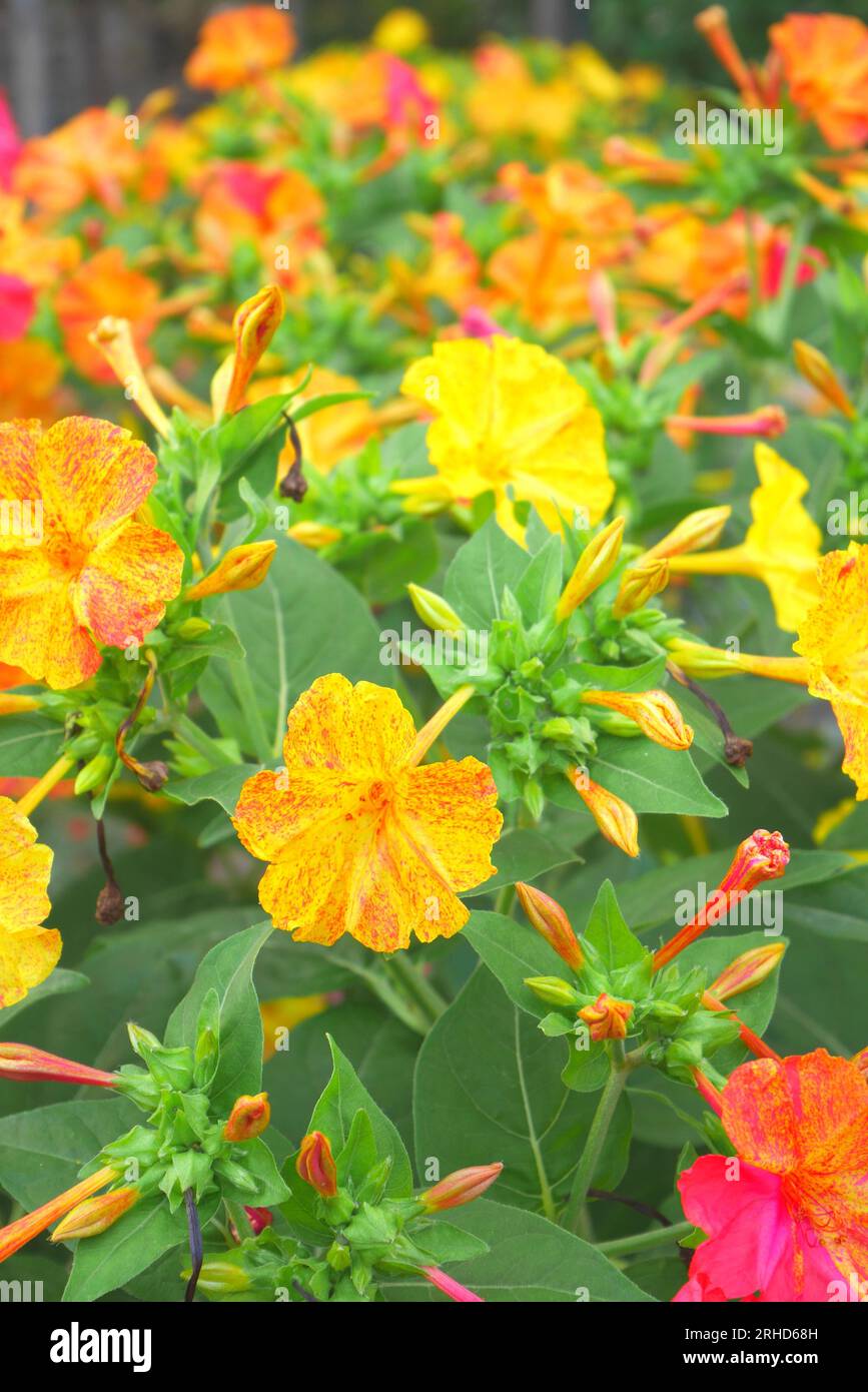 Mirabilis jalapa, Peru, vier-Uhr-Blume, wächst in einem Garten, Szigethalom, Ungarn Stockfoto