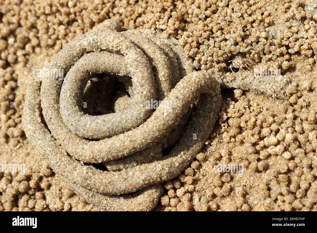 Der Mist von Meerwürmern rollt im Kreis auf dem Sand. Es gibt kleine Sandbällchen, die durch überall verstreute Sandkrabben verursacht werden. Wenn Sie genau hinschauen, werden Sie es tun Stockfoto