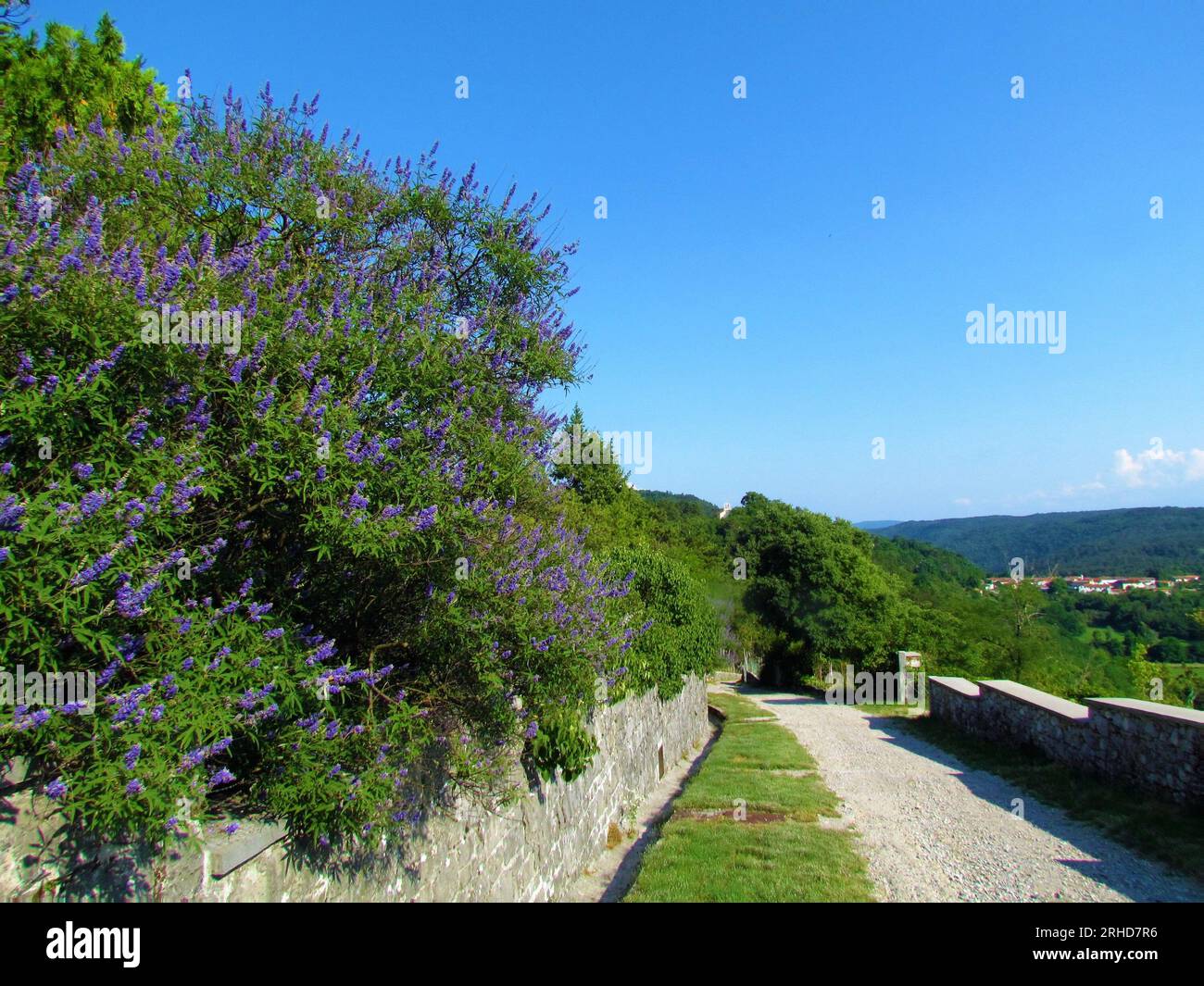 Wanderweg neben einem lila blühenden Keuschbaum (Vitex agnus-castus) in Stanjel im Karst und in der Küstenregion Sloweniens Stockfoto