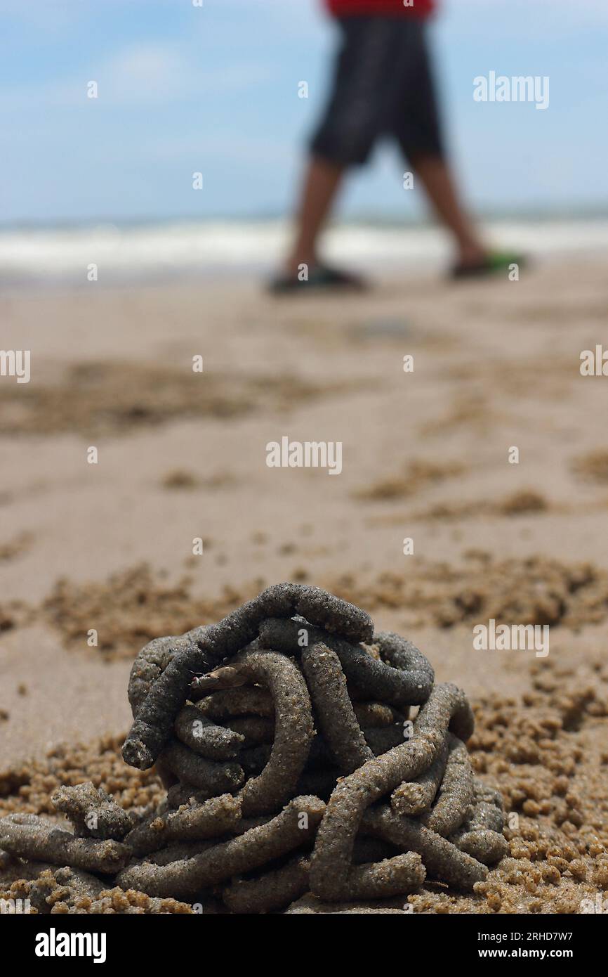 Der Mist von Meerwürmern rollt im Kreis auf dem Sand. Es gibt kleine Sandbällchen, die durch überall verstreute Sandkrabben verursacht werden. Dahinter liegt das nahe gelegene Meer Stockfoto