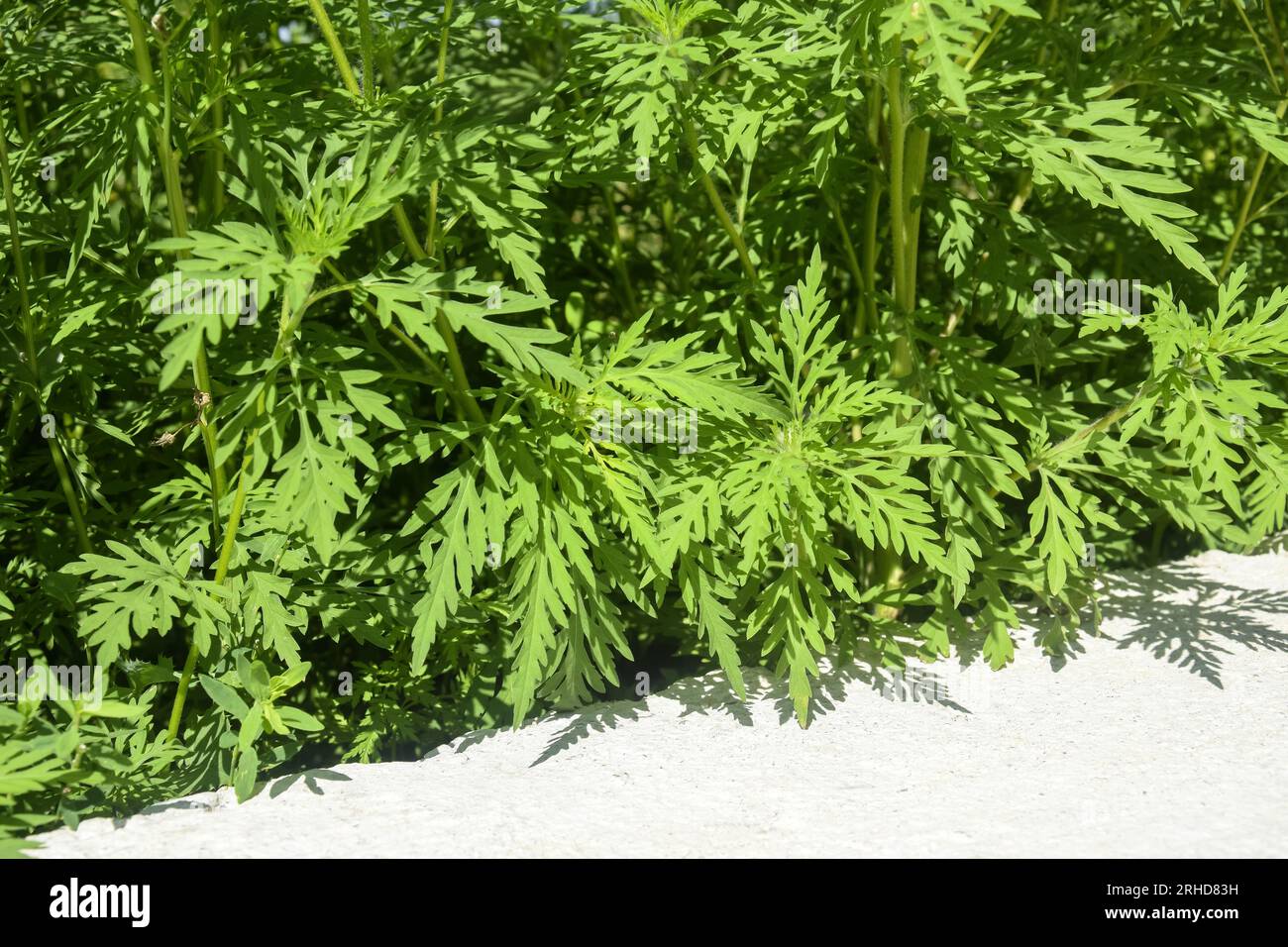 Amerikanisches Ragweed wächst in der Nähe der Straße. Gefährliche Pflanze. Ambrosia-Sträucher, die allergische Reaktionen verursachen, allergische Rhinitis. Speicherplatz kopieren. Selektiv Stockfoto