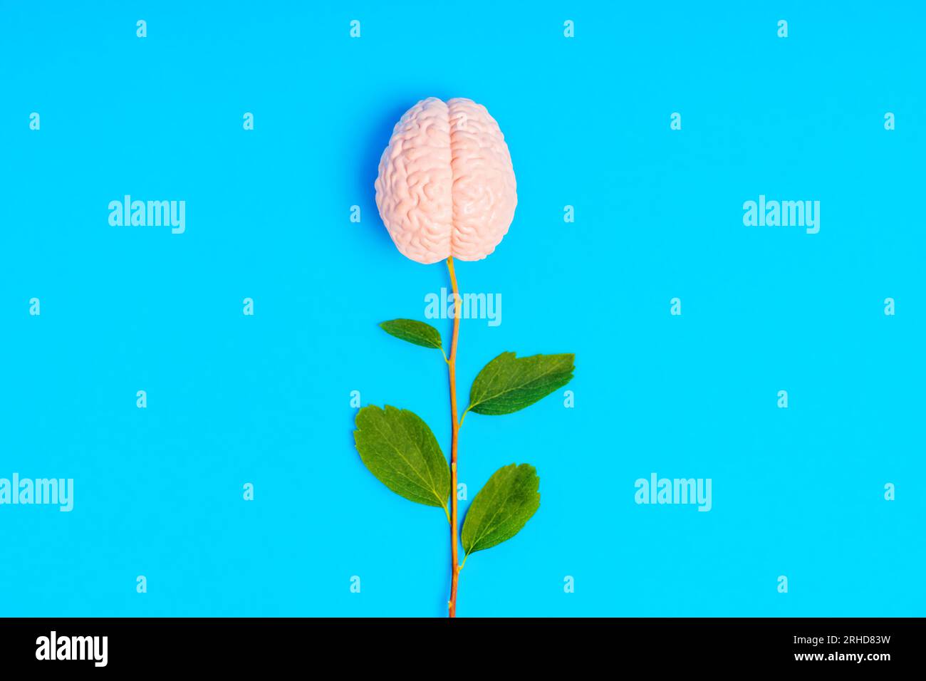 Blütenform aus einem frischen Stamm und ein anatomisches Miniaturmodell eines menschlichen Gehirns isoliert auf blauem Hintergrund. Stockfoto