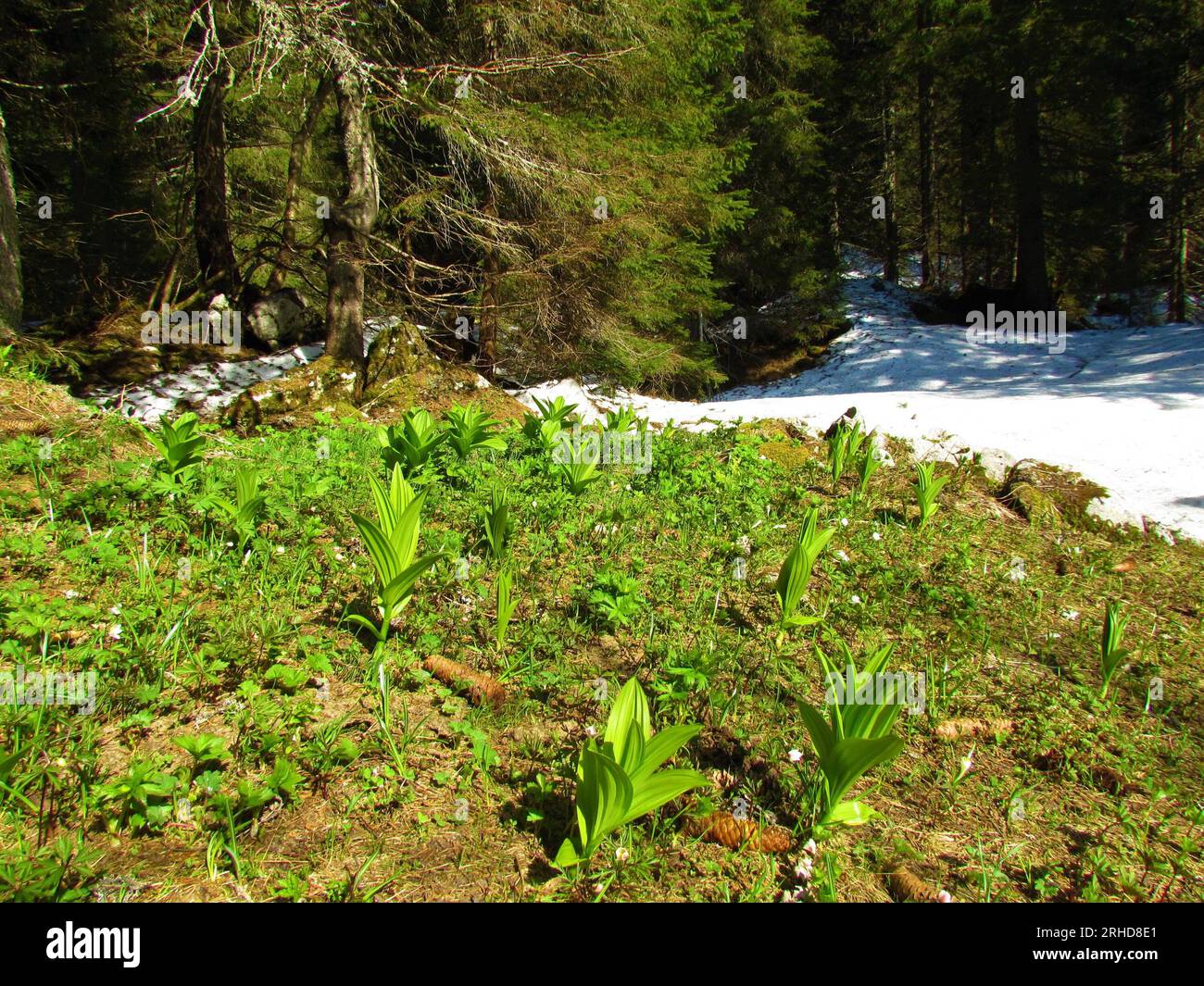 Hellgrüne Frühlingsvegetation mit falschen Helleborin-Pflanzen (Veratrum Album) und Schnee dahinter Stockfoto