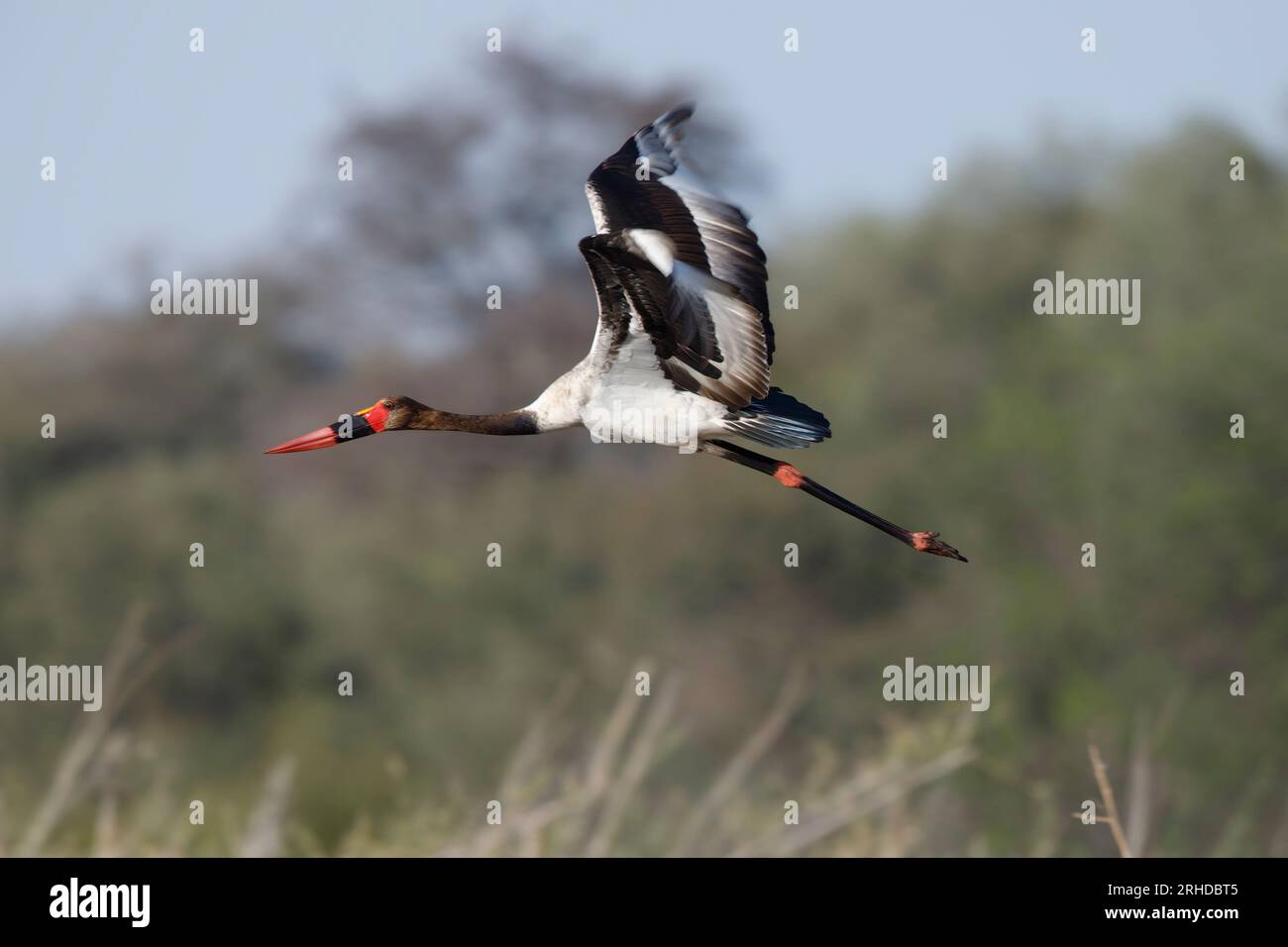 Saddle-Billed sotrk, Makgadikgadi Pan, Botswana, August 2019 Stockfoto
