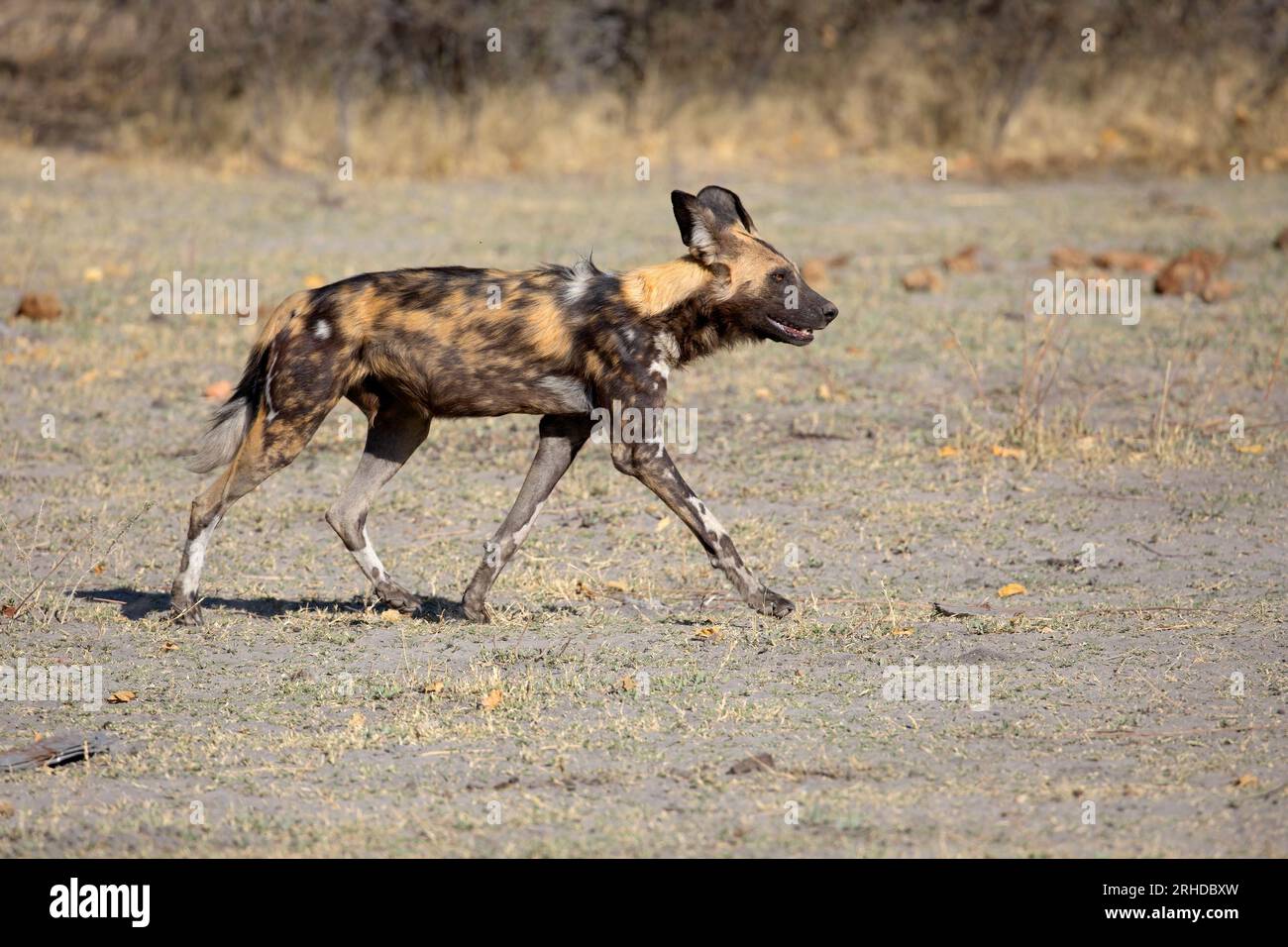 African Wild Dog, Moremi Game Reserve, Botswana, August 2019 Stockfoto