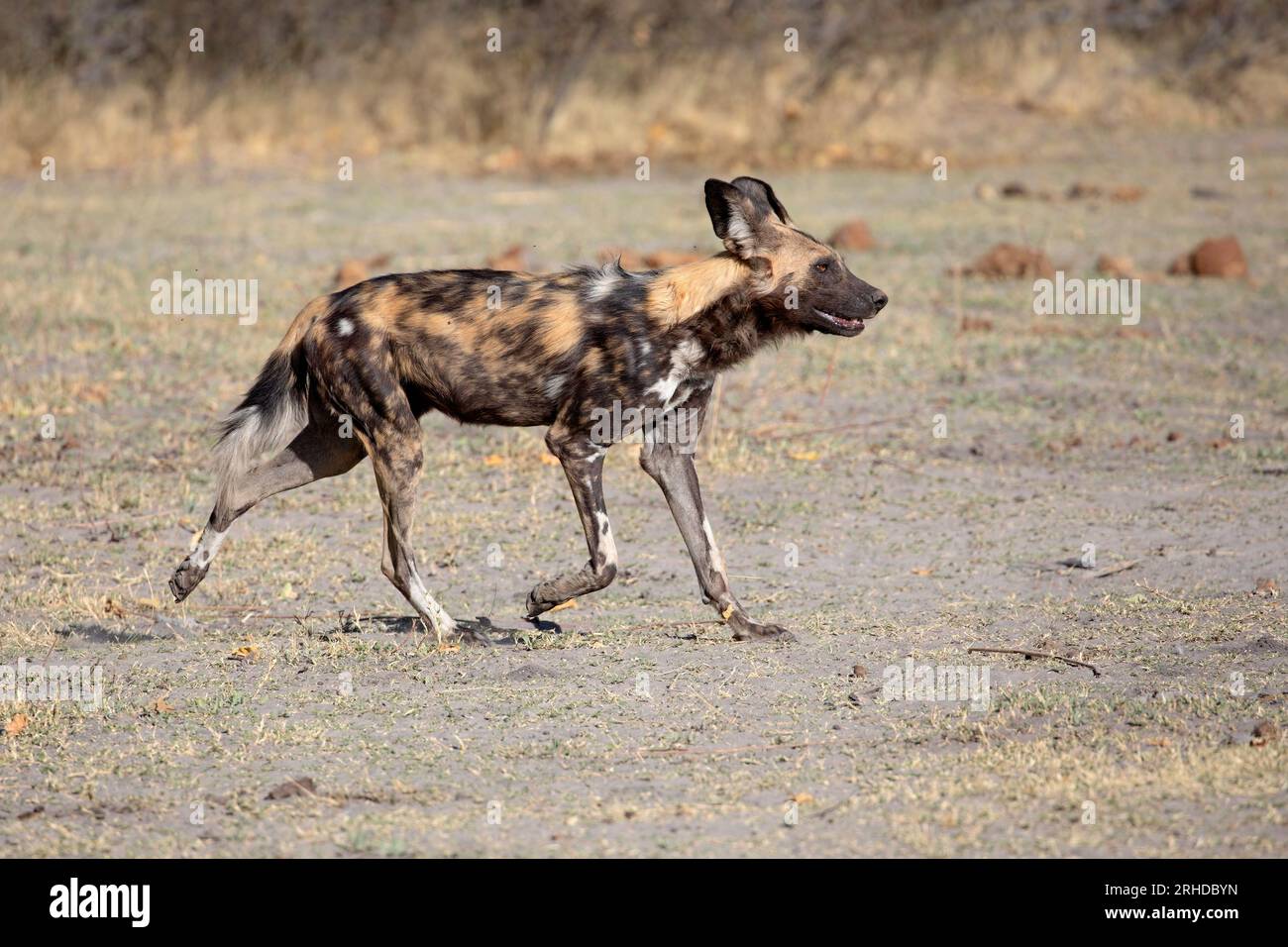 African Wild Dog, Moremi Game Reserve, Botswana, August 2019 Stockfoto