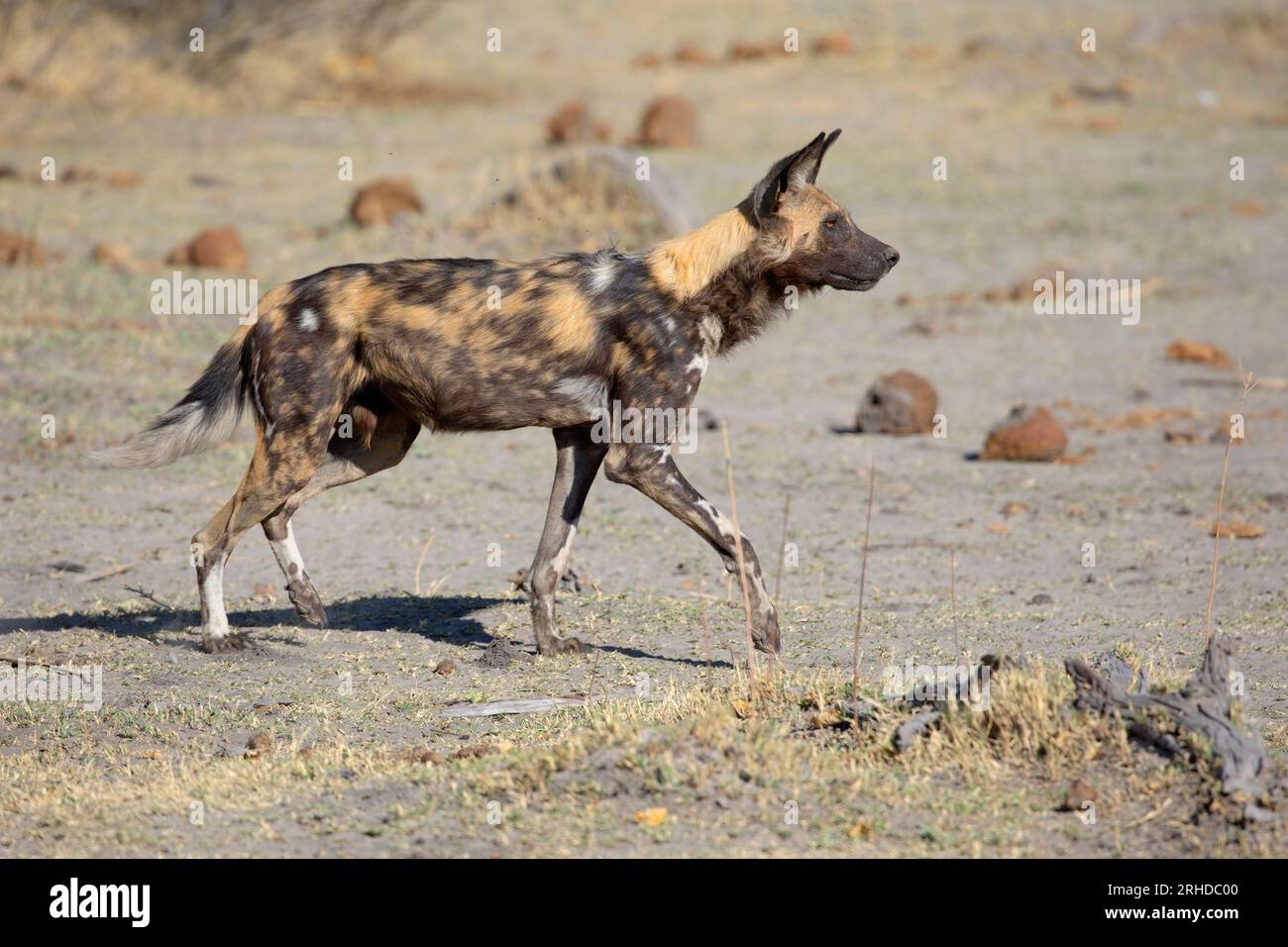 African Wild Dog, Moremi Game Reserve, Botswana, August 2019 Stockfoto