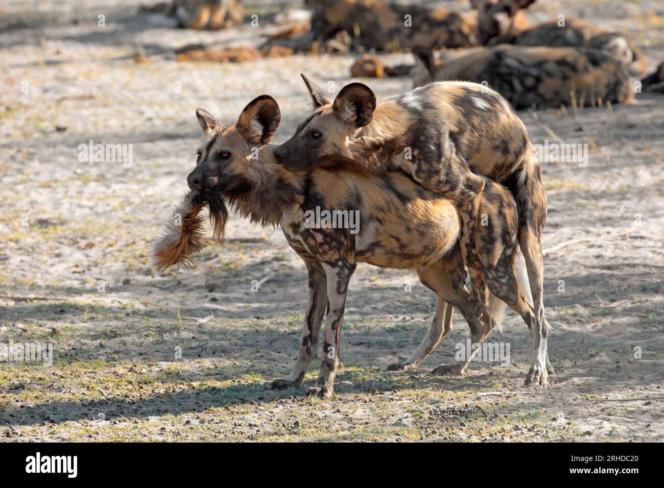 African Wild Dogs, Moremi Game Reserve Stockfoto