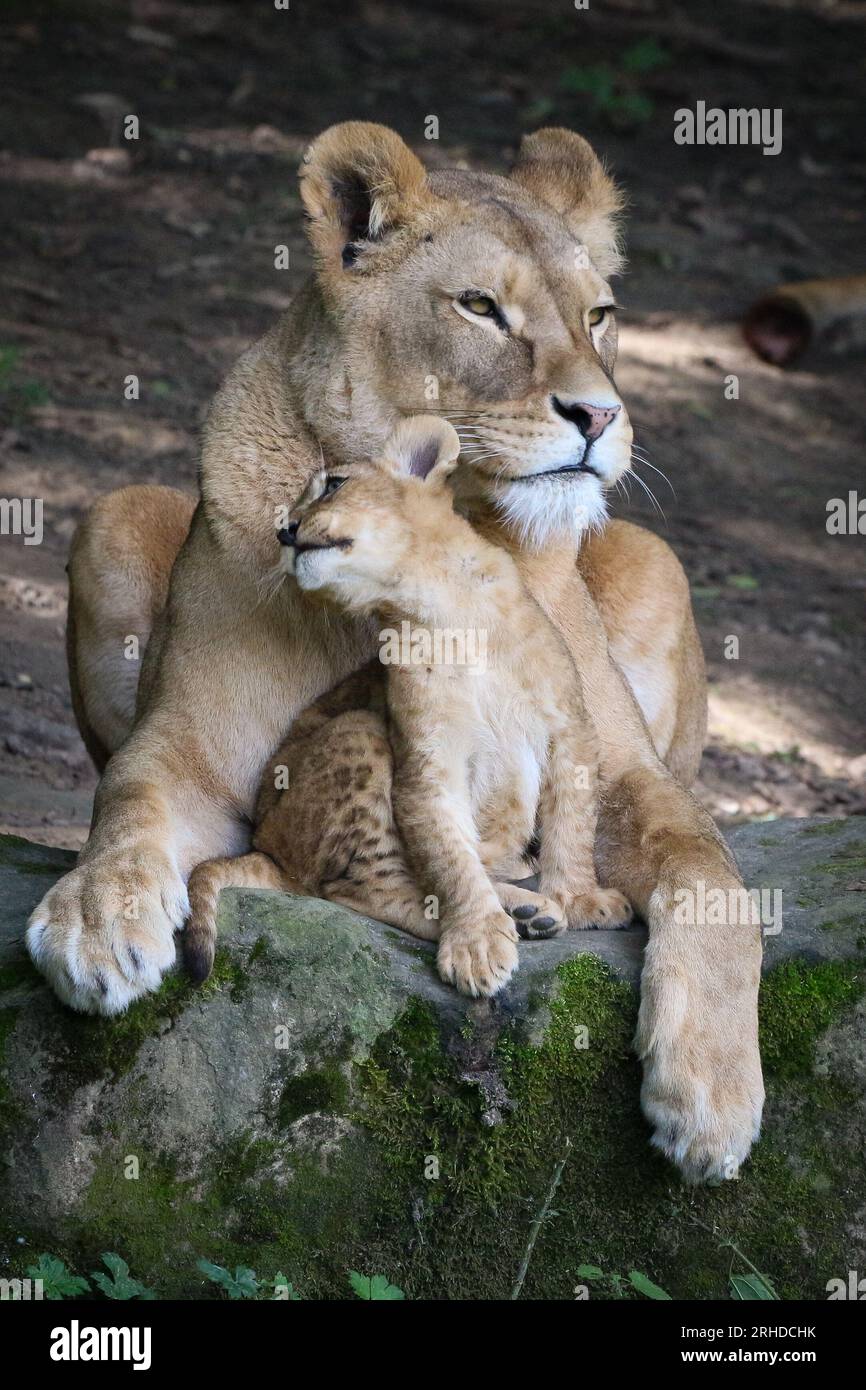 Das Junges kuschelt mit Mama KERKRADE, DIE NIEDERLANDE sind BEZAUBERNDE BILDER, DIE eine Löwin-Mutter und ihr 8 Wochen altes Junges zeigen, die sich kuscheln und küssen. Der Süße Stockfoto