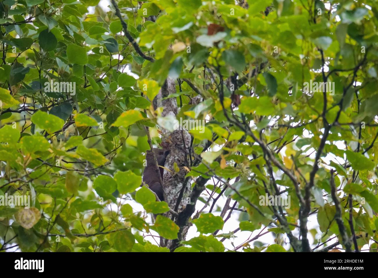 Ein süßes kleines burmesisches/Himalaya-gestreiftes Eichhörnchen (Tamiops mcclellandii), das im Regenwald in Malaysia auf einen Baumstamm klettert Stockfoto