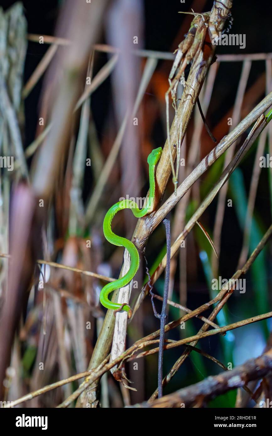 Sabah Bamboo Pitviper (Trimeresurus sabahi) kriecht auf einem trockenen Ast. Grüne Grubenotter im Fraser's Hill-Nationalpark, Malaysia. Giftschlange in r Stockfoto