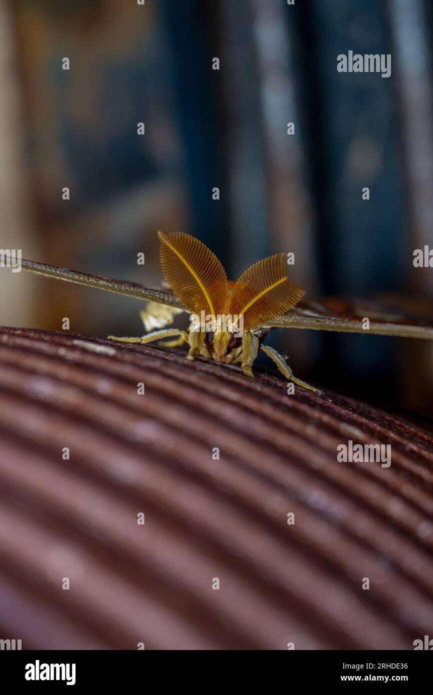 Nahaufnahme von Kopf und Gesicht einer männlichen Riesenmotte (Attacus-Atlas). Großer Schmetterling, die größten Mottenantennen sind nah dran Stockfoto