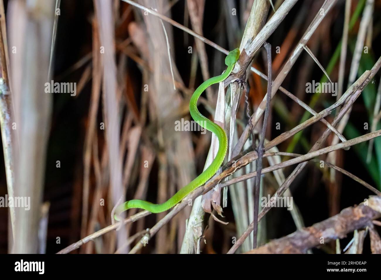 Sabah Bamboo Pitviper (Trimeresurus sabahi) kriecht auf einem trockenen Ast. Grüne Grubenotter im Fraser's Hill-Nationalpark, Malaysia. Giftschlange in r Stockfoto