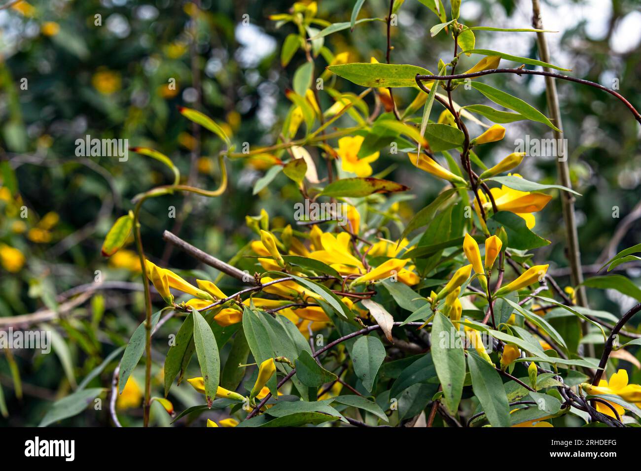 Gelber Jasmin (Gelsemium sempervirens) bedeckt einen Maschendrahtzaun, der im Februar in Alabama blüht. Stockfoto
