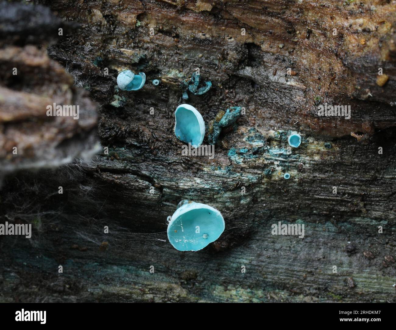 Green Elf Cup - Chlorociboria aeruginascens Stockfoto