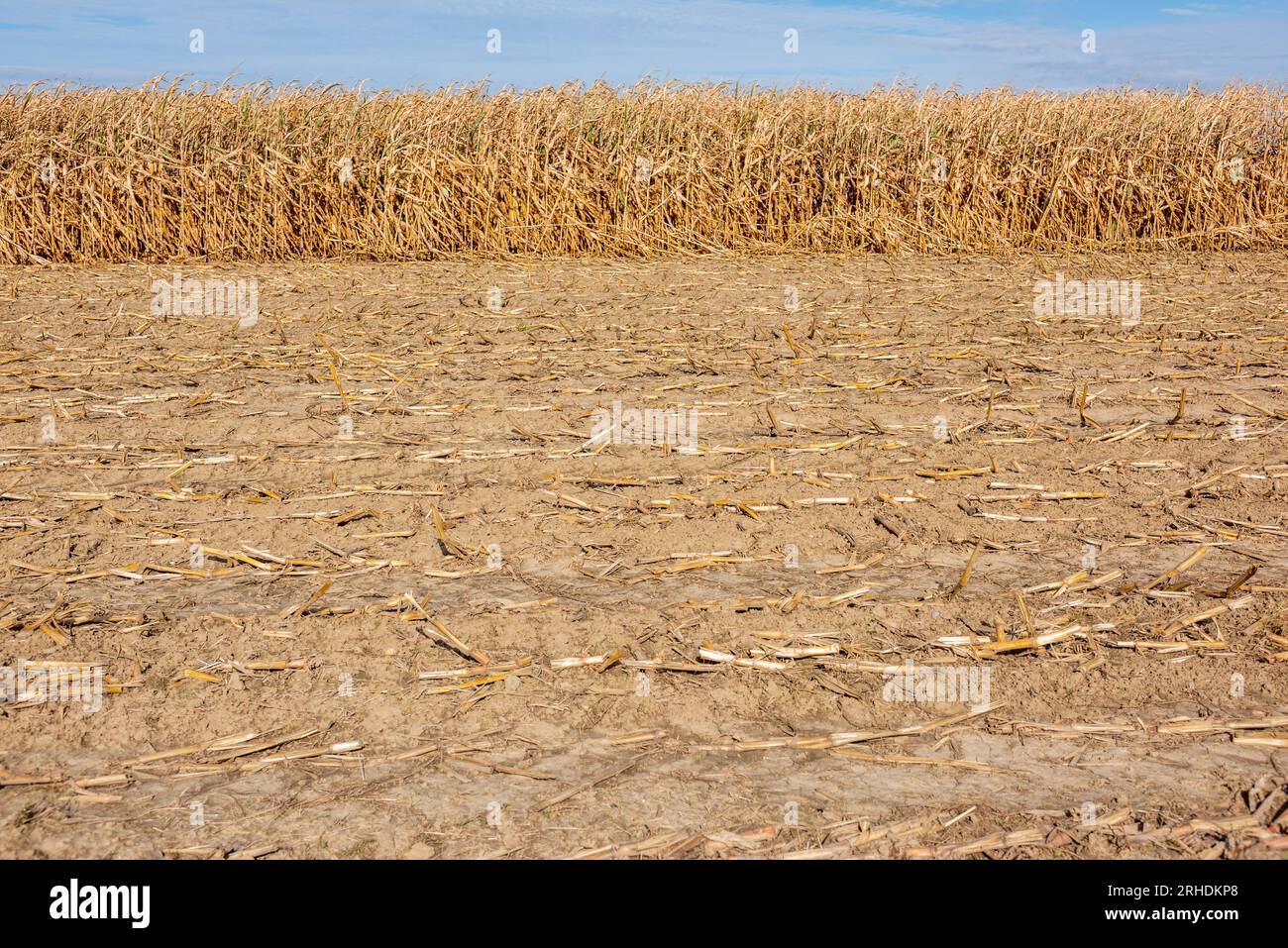 Wasserknappheit, hohe Temperaturen, Klimawandel und ausgetrocknete Pflanzen auf einem Feld Stockfoto