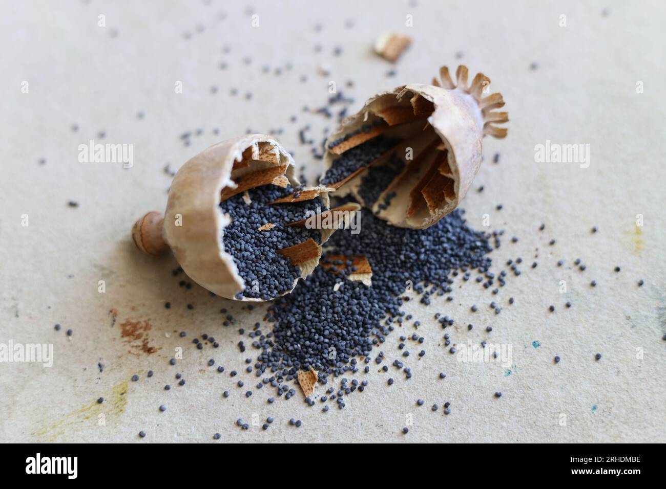 Eine Nahaufnahme eines gebrochenen Mohnkopfes mit ausbrechenden Mohnsamen Stockfoto