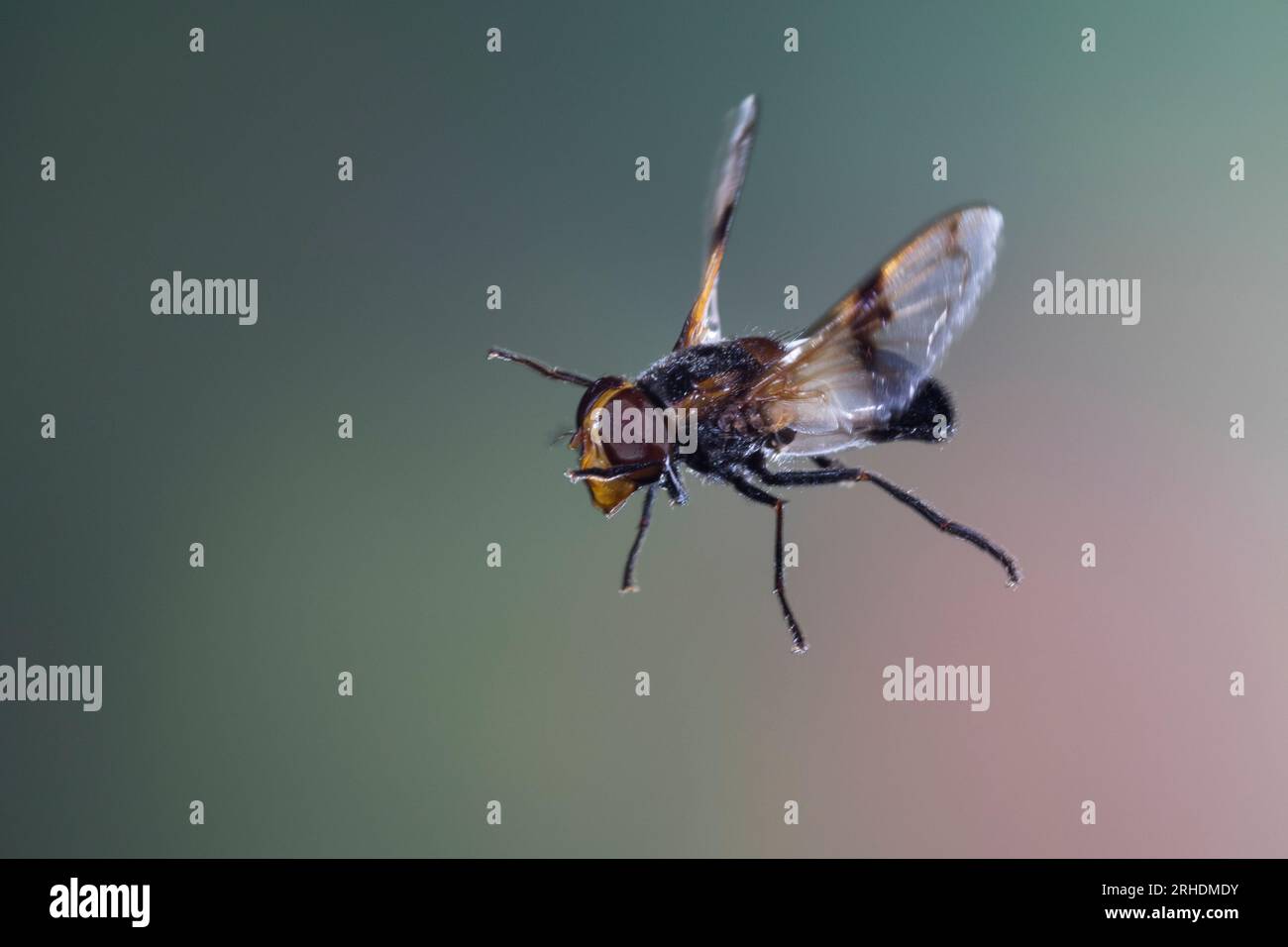 Waldschwebfliege, Gemeine Waldschwebfliege, Wald-Schwebfliege, Gemeine Hummel-Schwebfliege, Weißbindige Hummelschwebfliege, Weißgebänderte Schwebflieg Stockfoto
