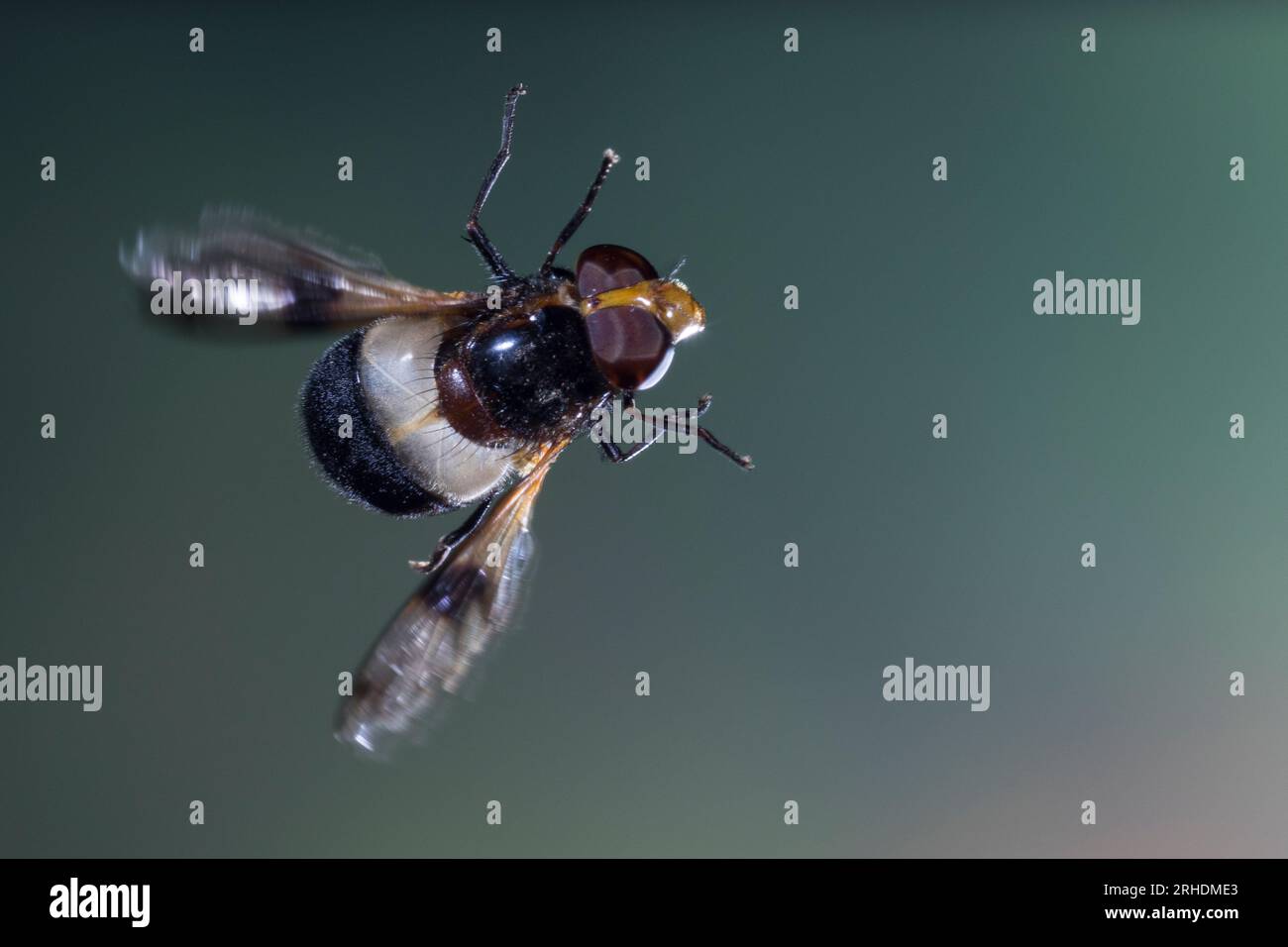 Waldschwebfliege, Gemeine Waldschwebfliege, Wald-Schwebfliege, Gemeine Hummel-Schwebfliege, Weißbindige Hummelschwebfliege, Weißgebänderte Schwebflieg Stockfoto