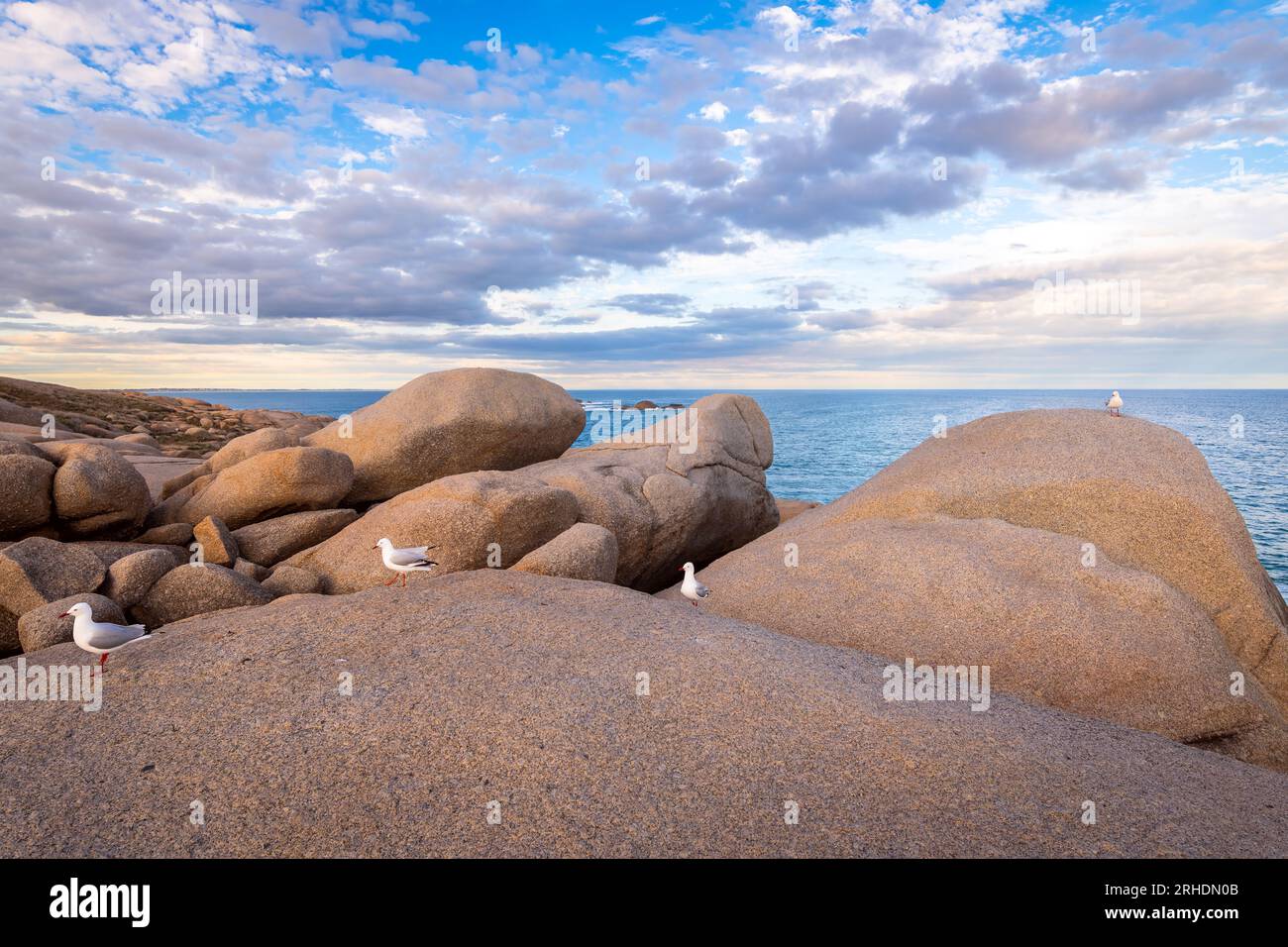 Dramatischer Blick auf die felsige Küste mit Möwen über der Fleurieu-Halbinsel, South Australia Stockfoto