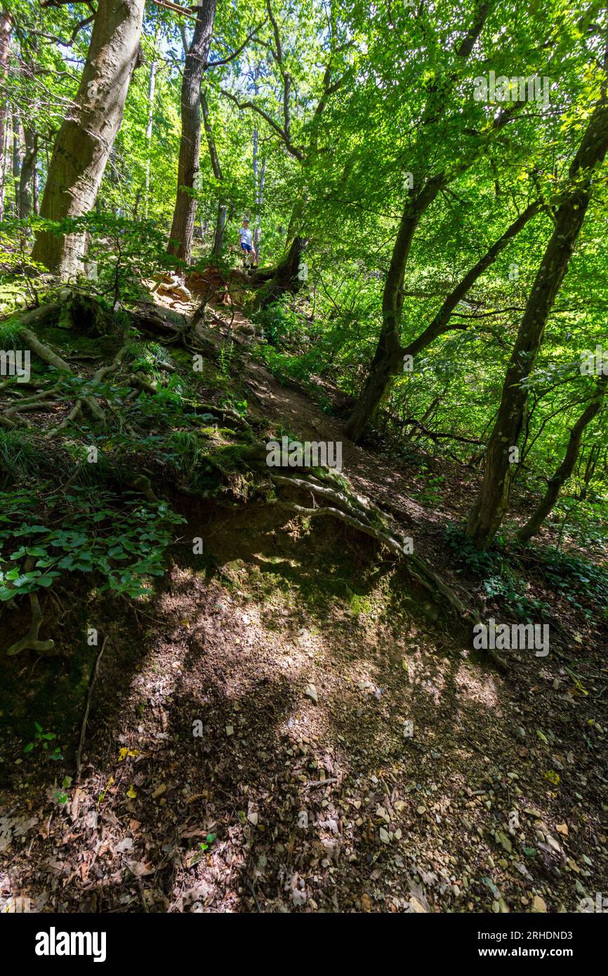 Junge Kind klettert auf steilen Hängen im Wald der Hainbuche (Carpinus betulus), Soproni-hegyseg, Sopron, Ungarn Stockfoto