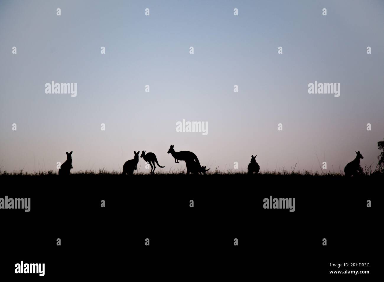 Die Silhouette australischer Kängurus, die in der Abenddämmerung im australischen Fahrerlager des Landes über einen Hügel springen Stockfoto