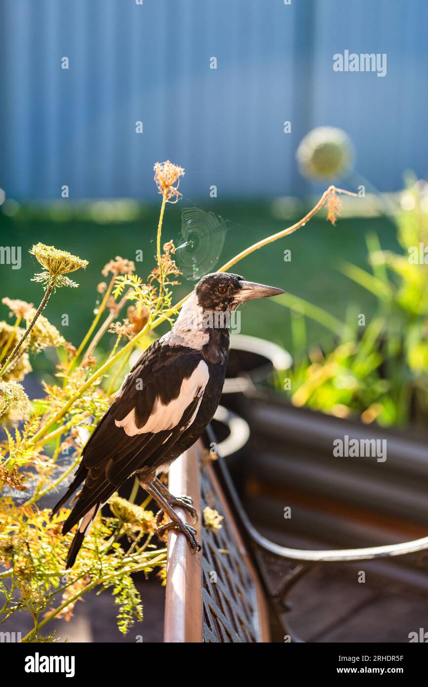 Junger australischer Elster-Vogel sitzt auf einem Platz im Vorstadthinterhof Stockfoto