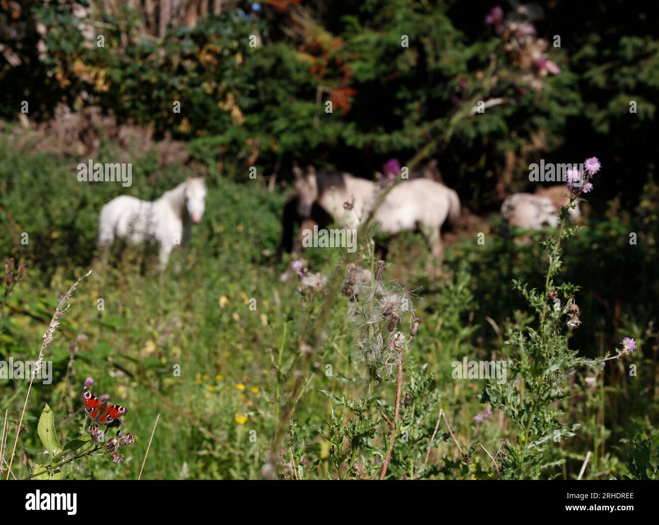 Waliser Cob Poniies Conservation Grasen mit Pfauenfalter in der unteren linken Ecke, Acle, Norfolk, England, Vereinigtes Königreich Stockfoto