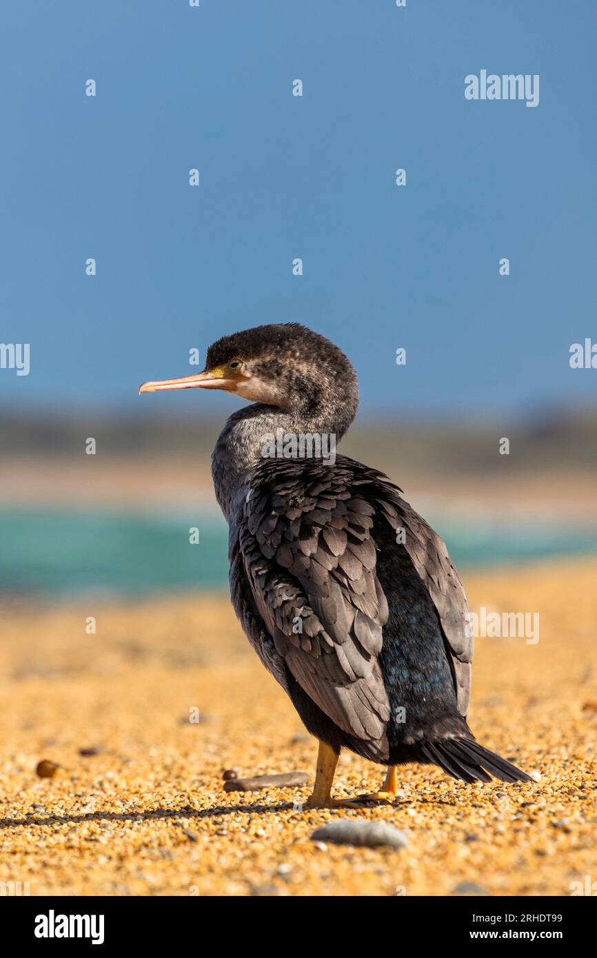 Ein einsamer gefleckter Shag - Stictocarbo punctatus - steht an einem Kiesstrand mit Blick auf das Meer, an einem neuseeländischen Strand. Stockfoto