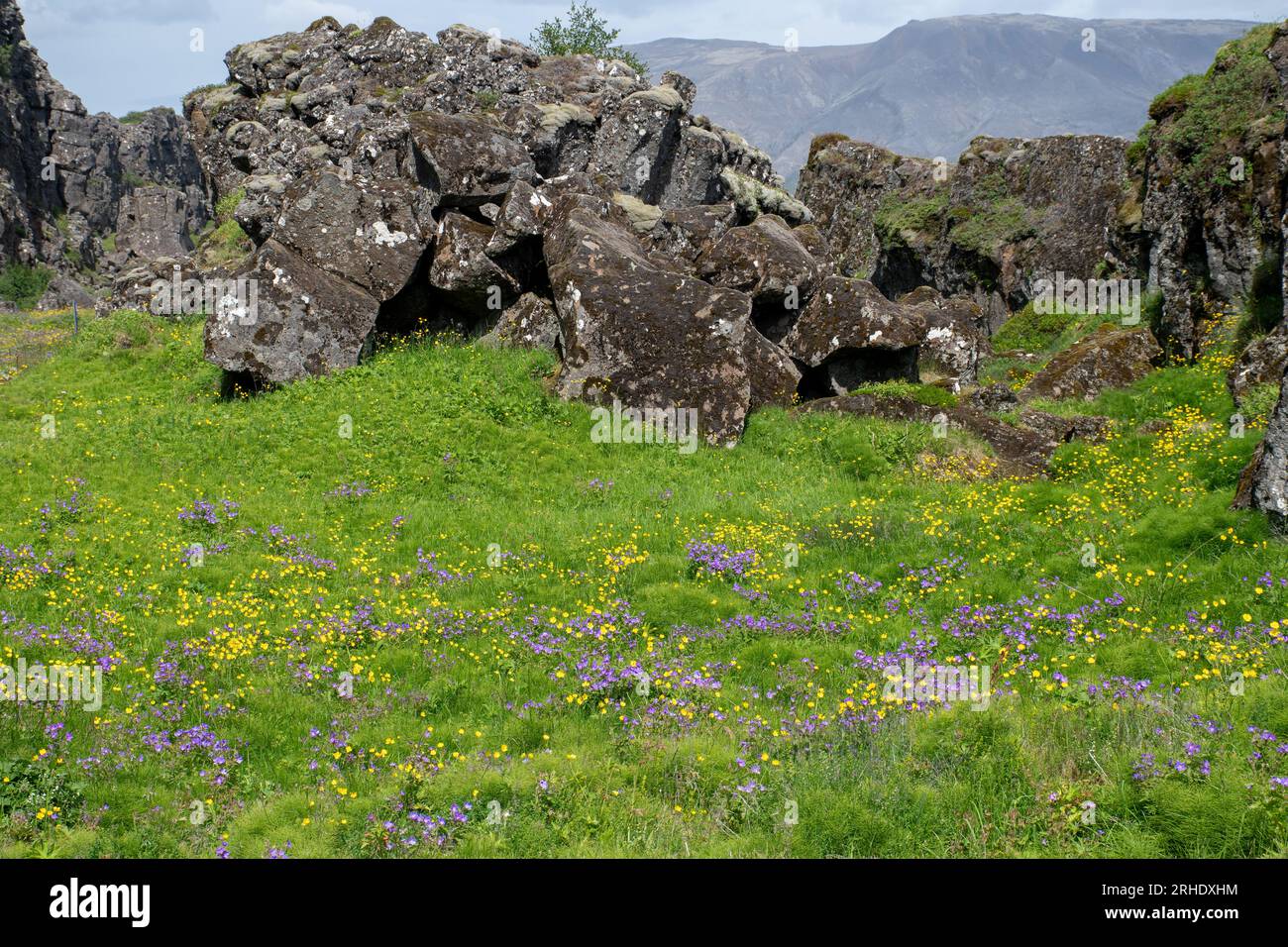 Felsen und Wildblumen in der Isländischen Golden Circle Region Stockfoto