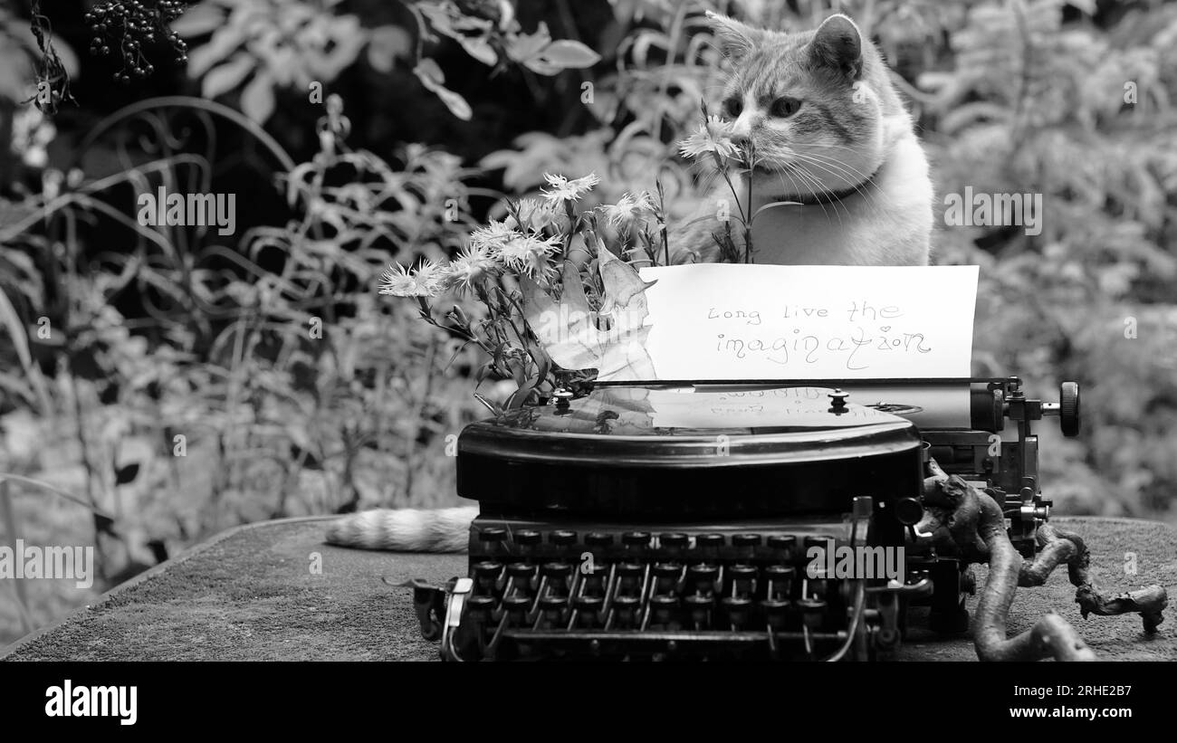 Eine Katze sitzt neben einer alten Schreibmaschine mit Papier. Stockfoto