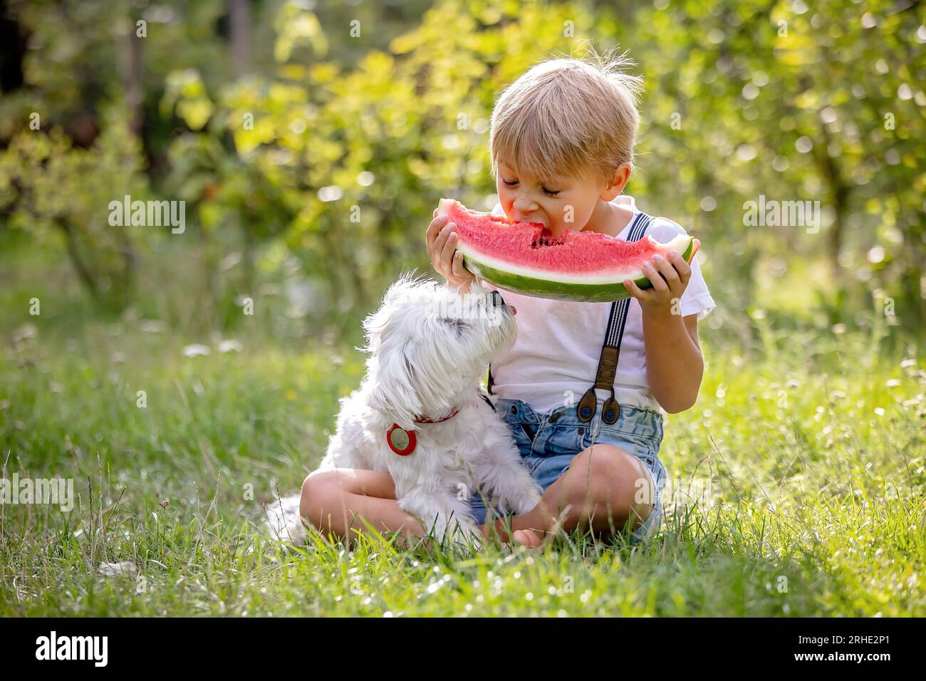 Erstaunlich blondes Kleinkind, Junge mit Hund, isst Wassermelone im Garten, im Sommer Stockfoto