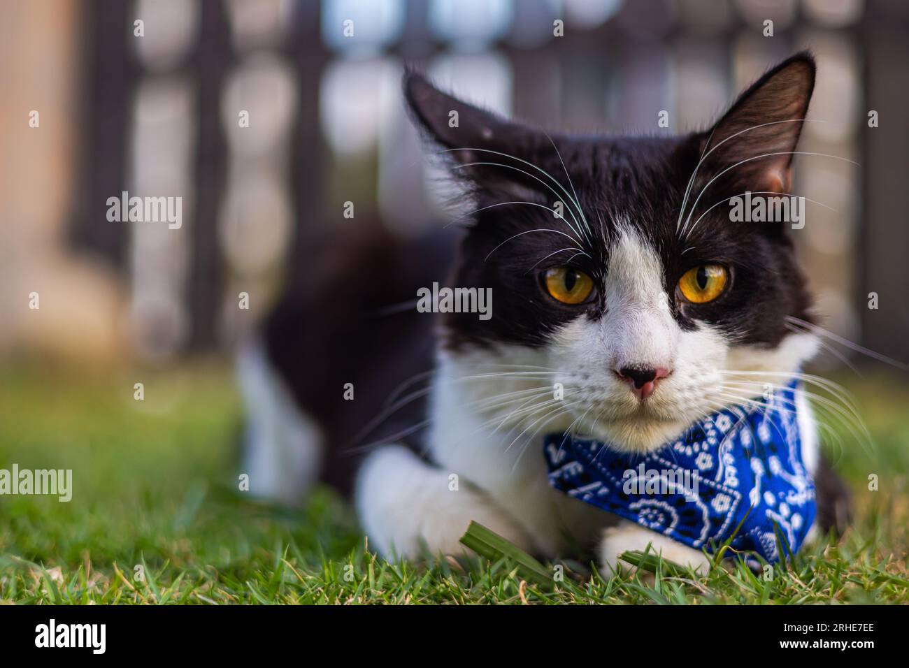 Nahaufnahme eines Katzengesichts. Porträt eines männlichen Kätzchens. Die Katze sieht neugierig und aufmerksam aus. Detailbild eines Katzengesichts mit gelbklaren Augen. Nahaufnahme von cu Stockfoto