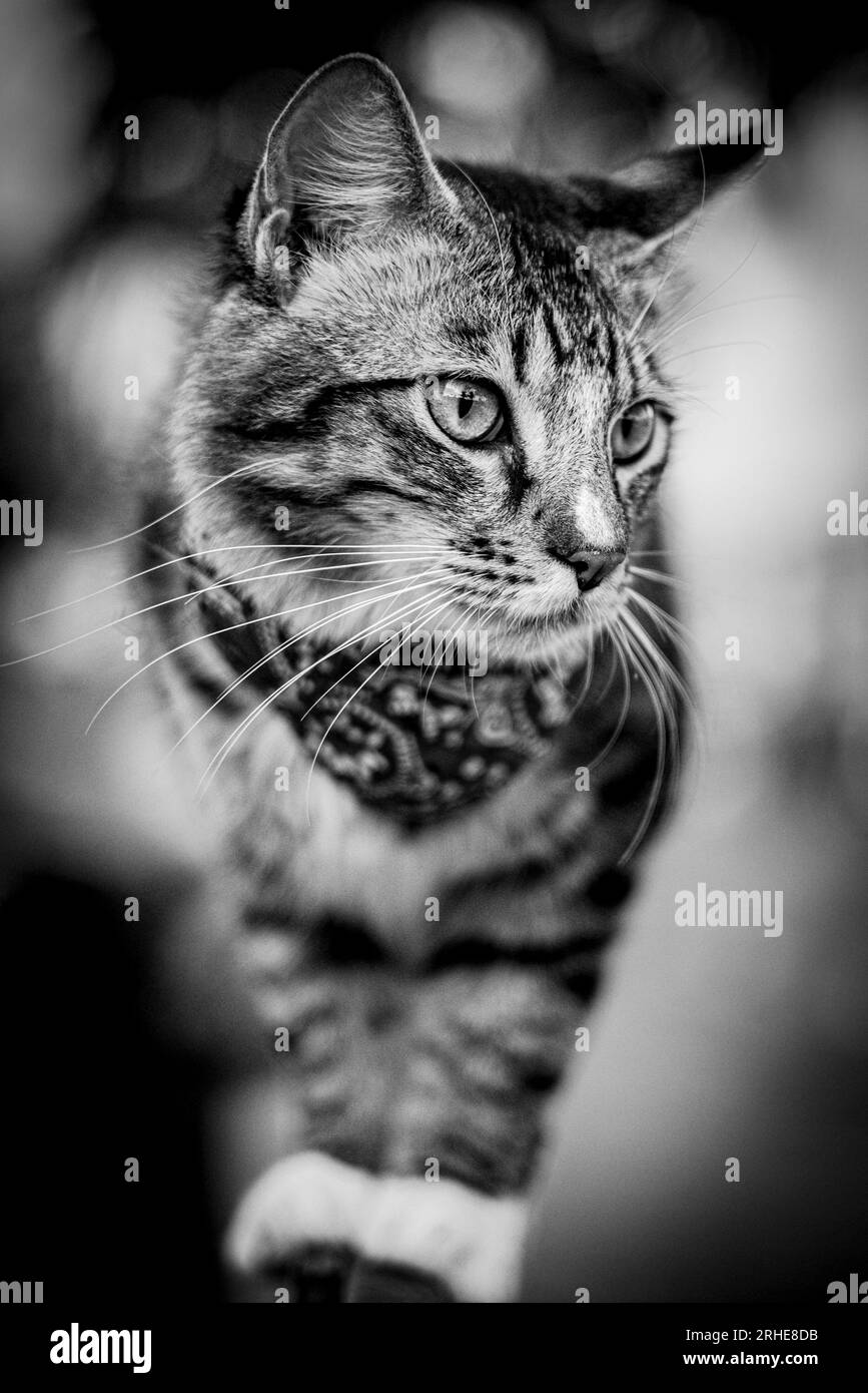 Eine junge Tigerkatze mit Streifenmuster balanciert auf einem Gartenzaun. Fokussiert strahlt es Neugier und Anmut aus. Jeder Muskel, der sich in der Hand befindet, erfasst seine Umgebung. Schließen Stockfoto