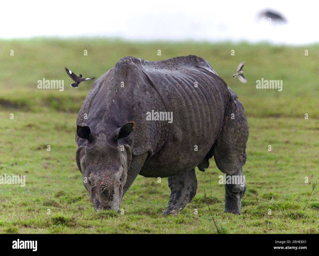 Ein gehörntes Nashorn aus dem Kaziranga-Nationalpark, Assam Stockfoto