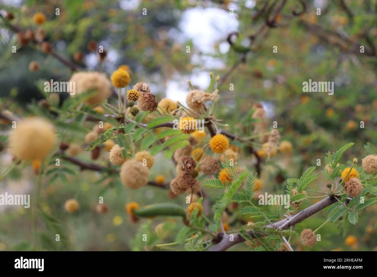 Nahaufnahme von Sweet Acacia, Nadelbusch - Vachellia farnesiana in Spanien, Dezember Stockfoto