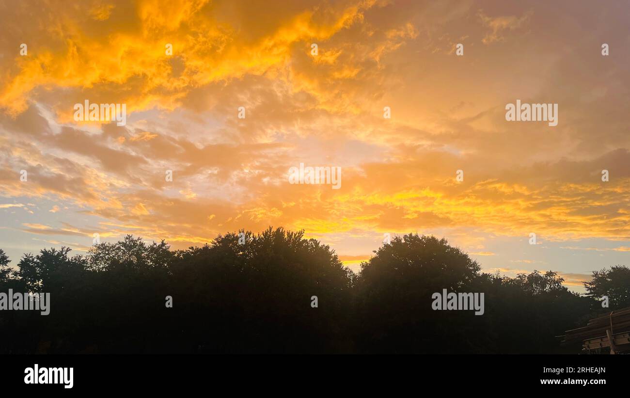 Heller goldener Sonnenuntergang mit Silhouette von Bäumen Stockfoto