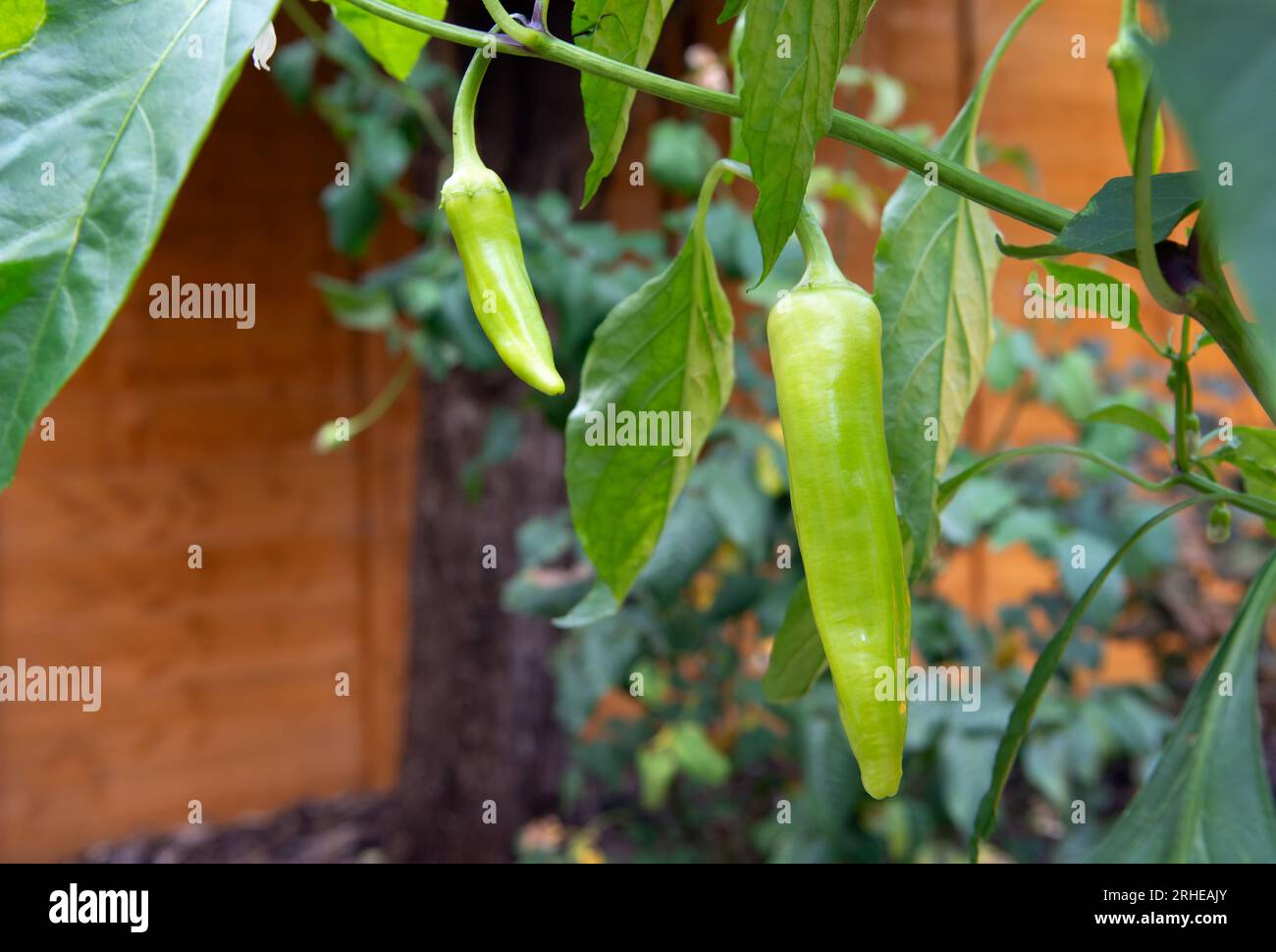 Chilis wachsen organisch im Garten Stockfoto
