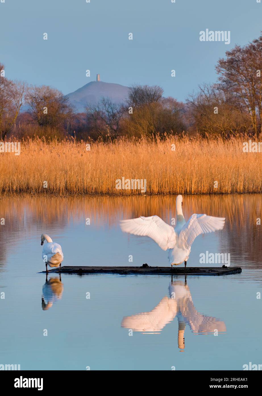 Glastonbury Tor von der Schinkenmauer, Somerset mit Schwanen im Vordergrund, aufgenommen in der goldenen Stunde Stockfoto